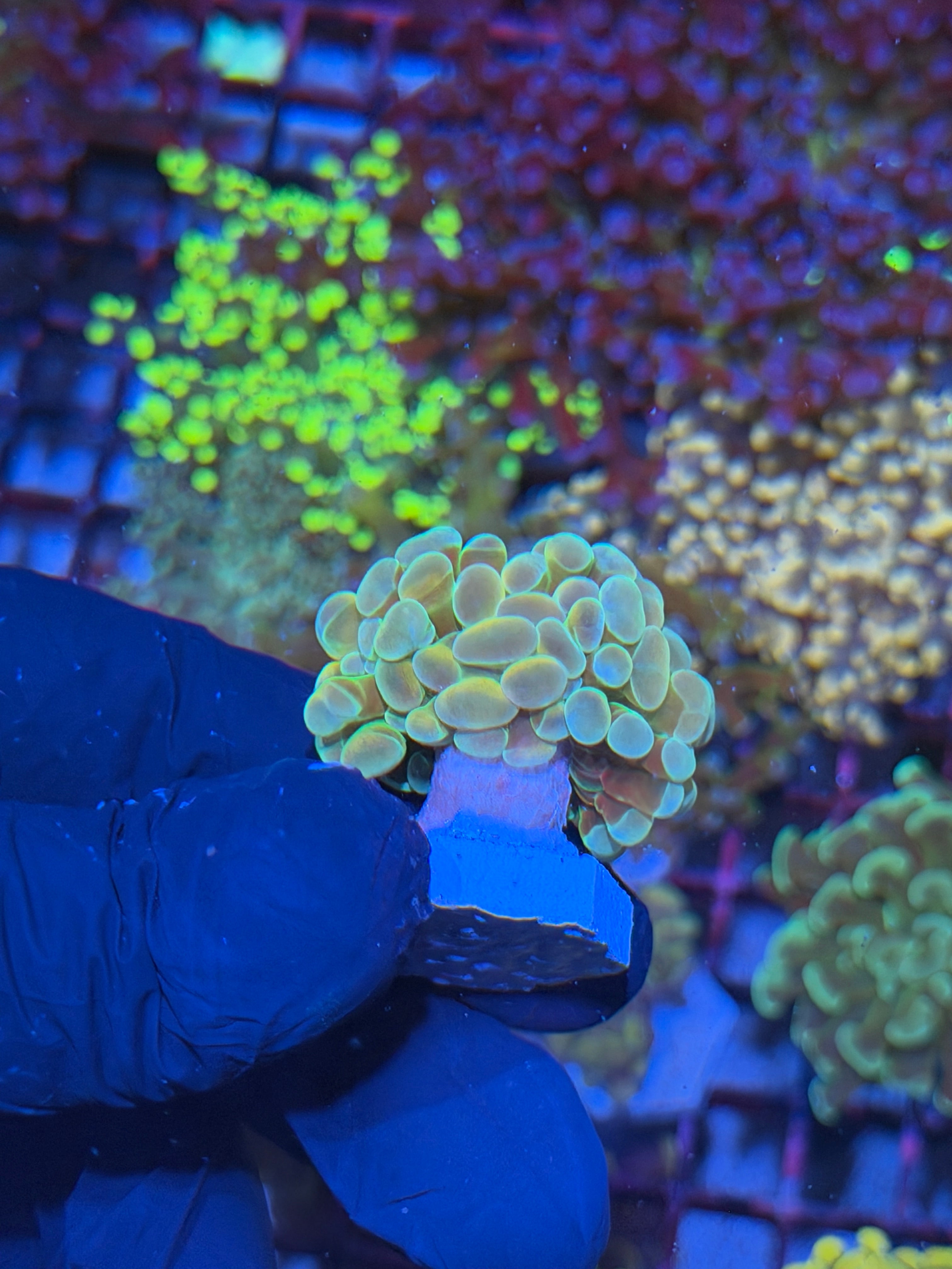 JEA Rainbow Fusion Hammer Coral 1 XL Head * New Release* 7/10