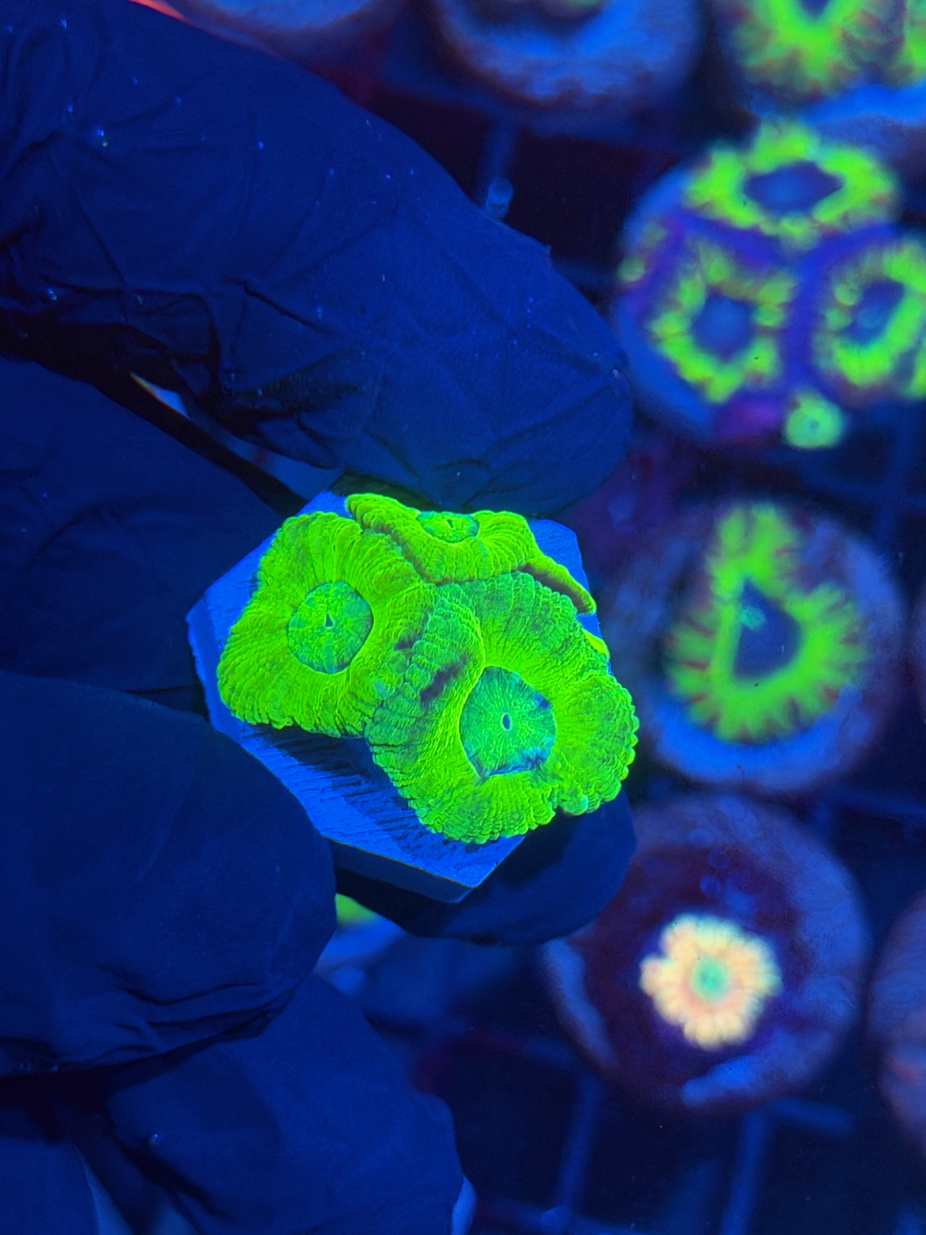 JEA Green Nebula Asian Acans 6 Heads BRIGHT 12/1