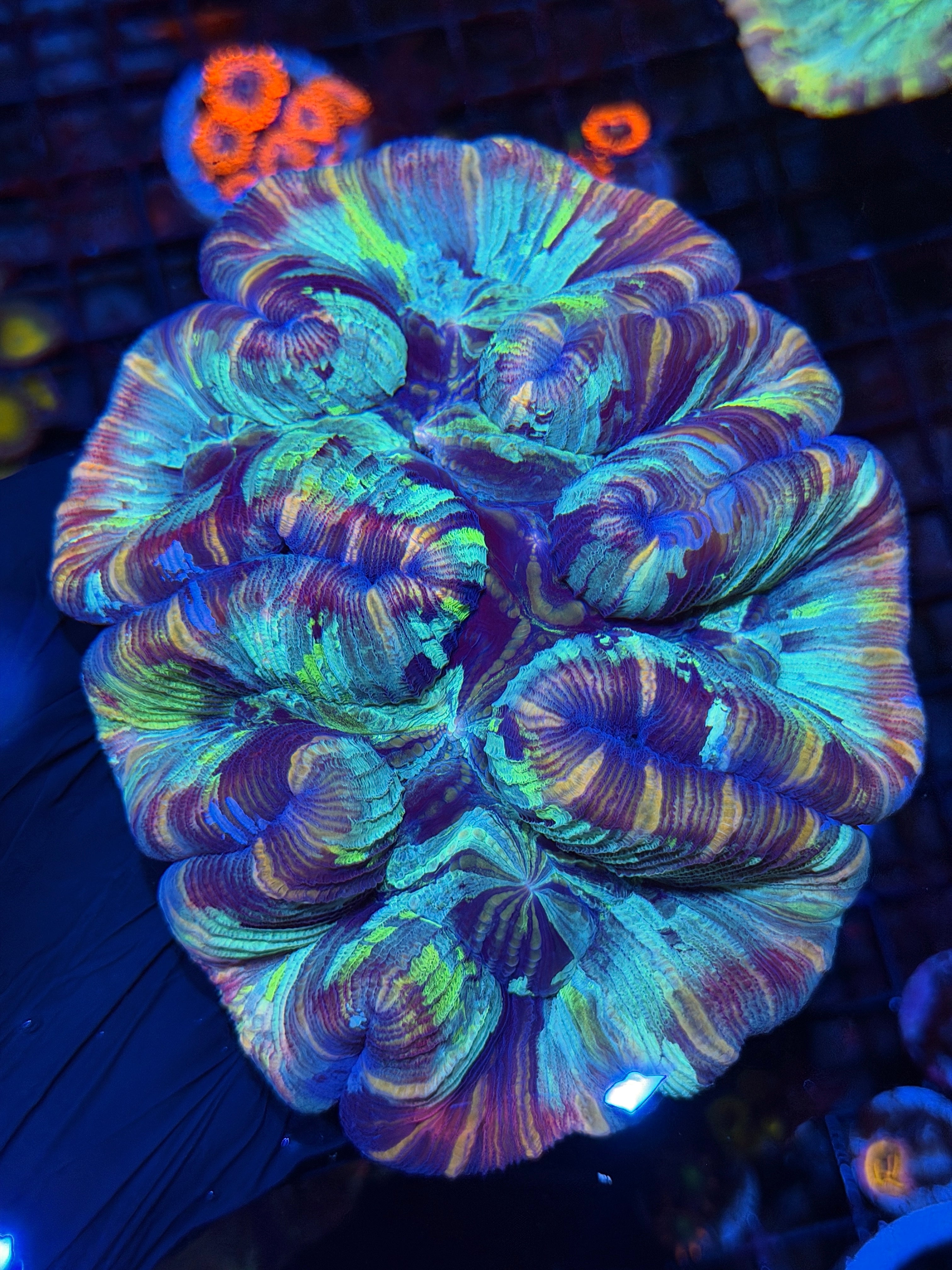 Insane Striped Rainbow Trachyphyllia Meat Coral XL