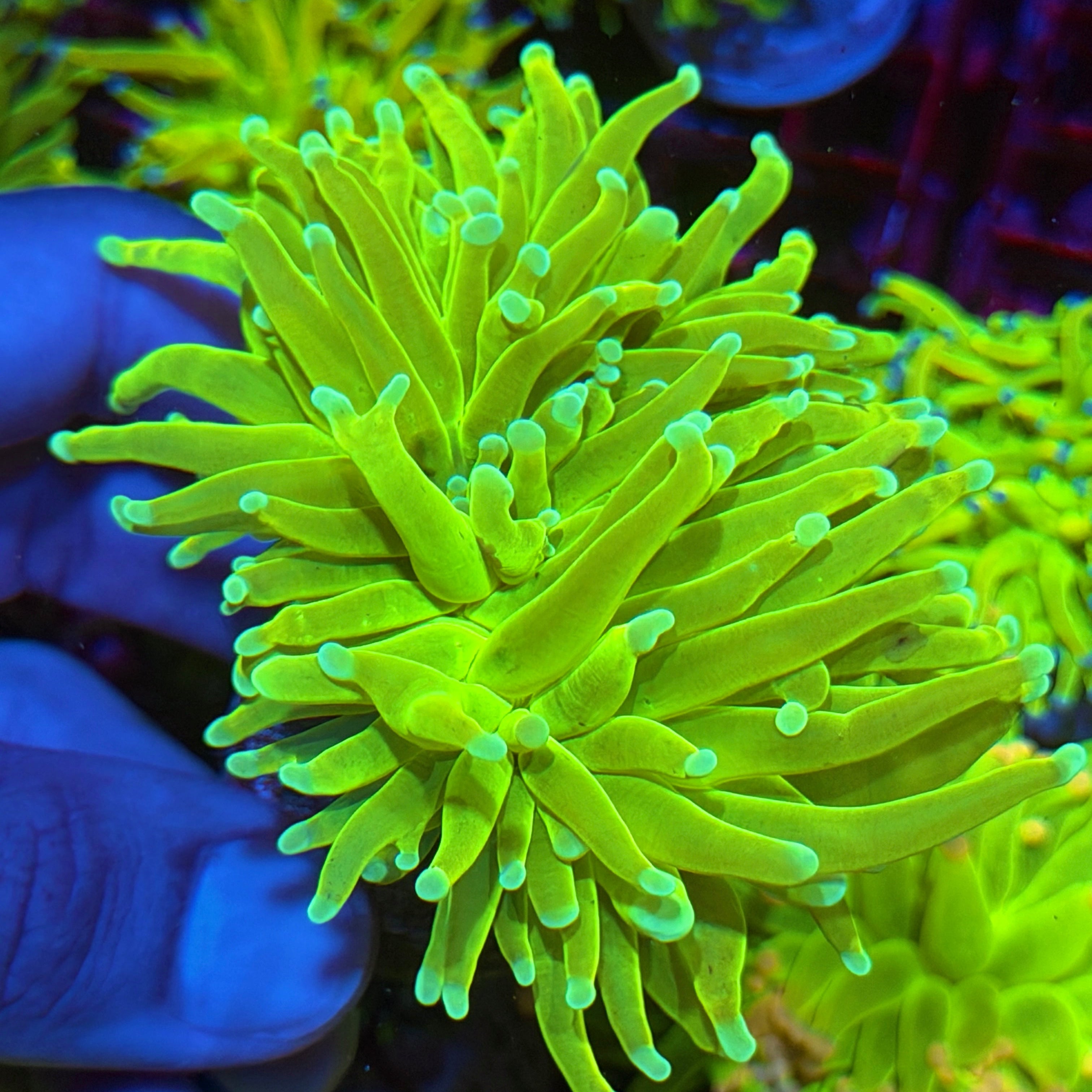 JEA Banana Split Holy Grail Torch Coral 2 Heads XXXL 6/4