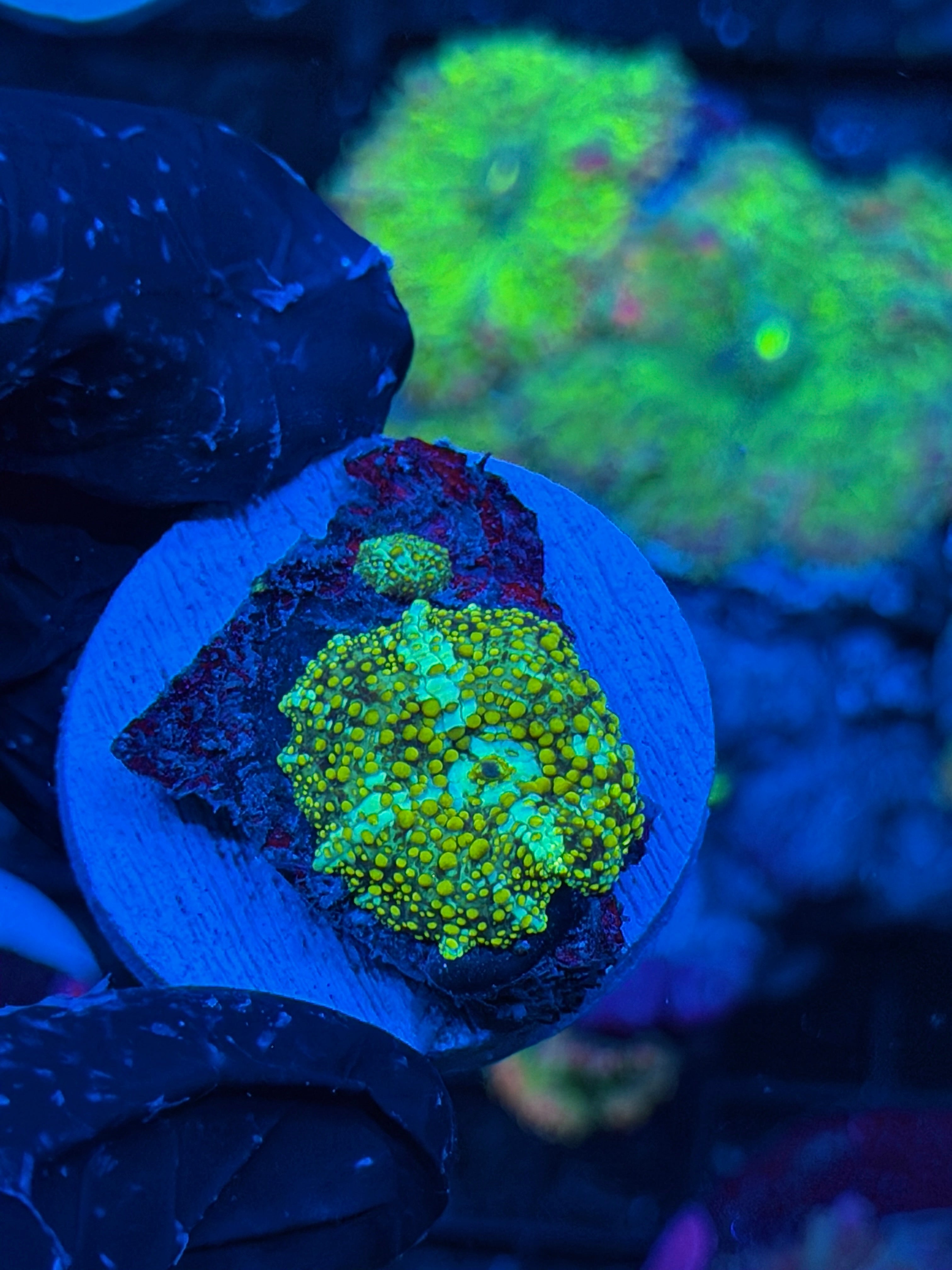 JEA King Midas Jawbreaker Mushroom Coral 9/6