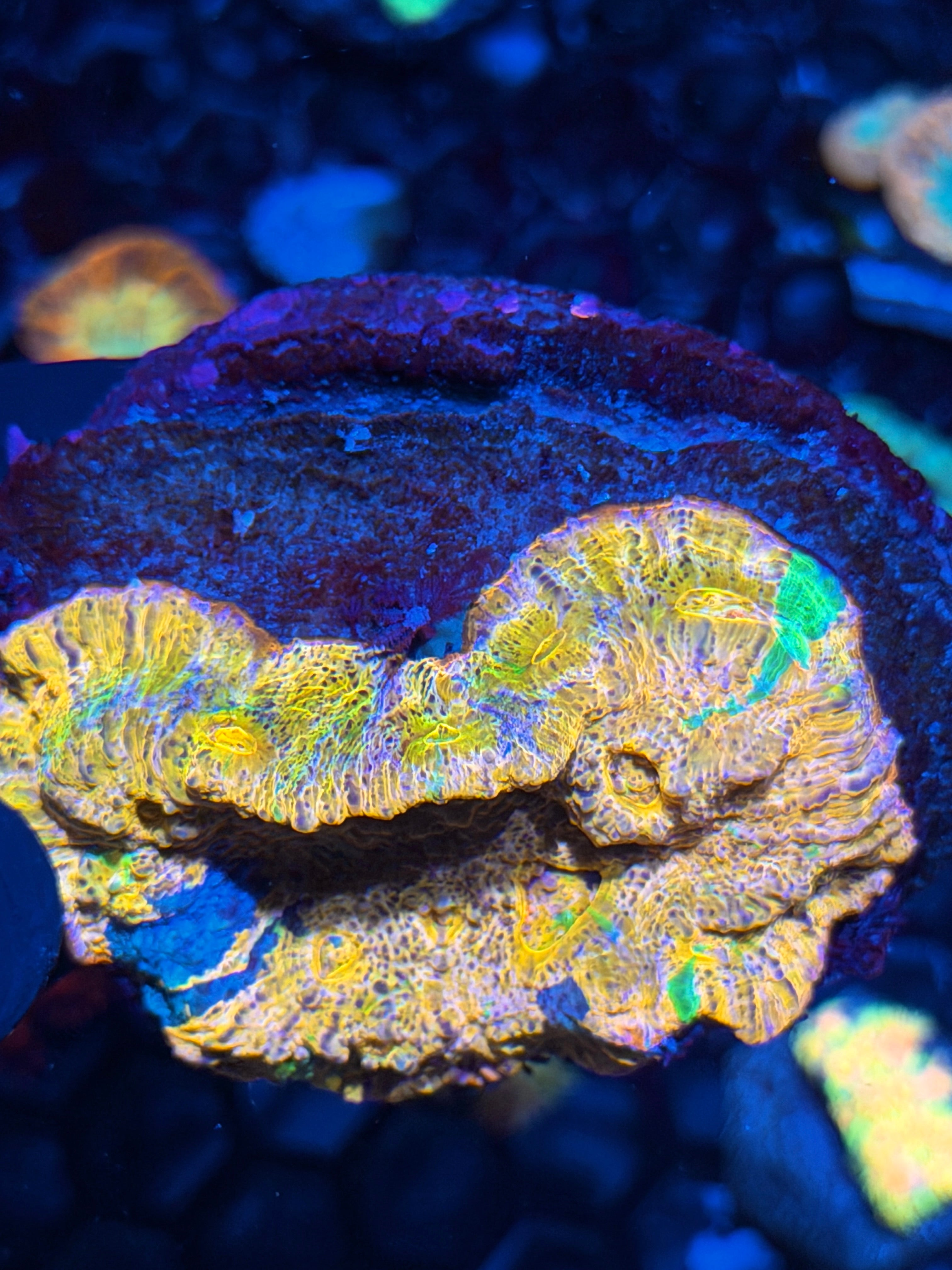 Rainbow Chalice Colony Insane Colors XXL 6/4