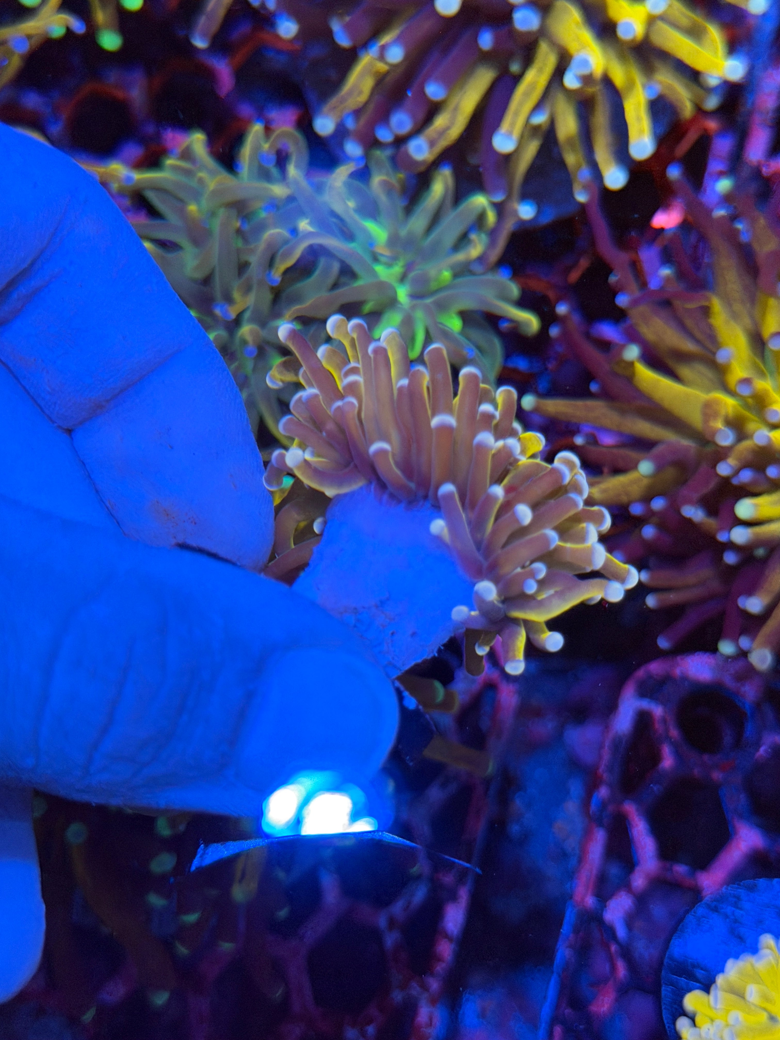 JEA Banana Torch Coral 1 XL Head 2/24