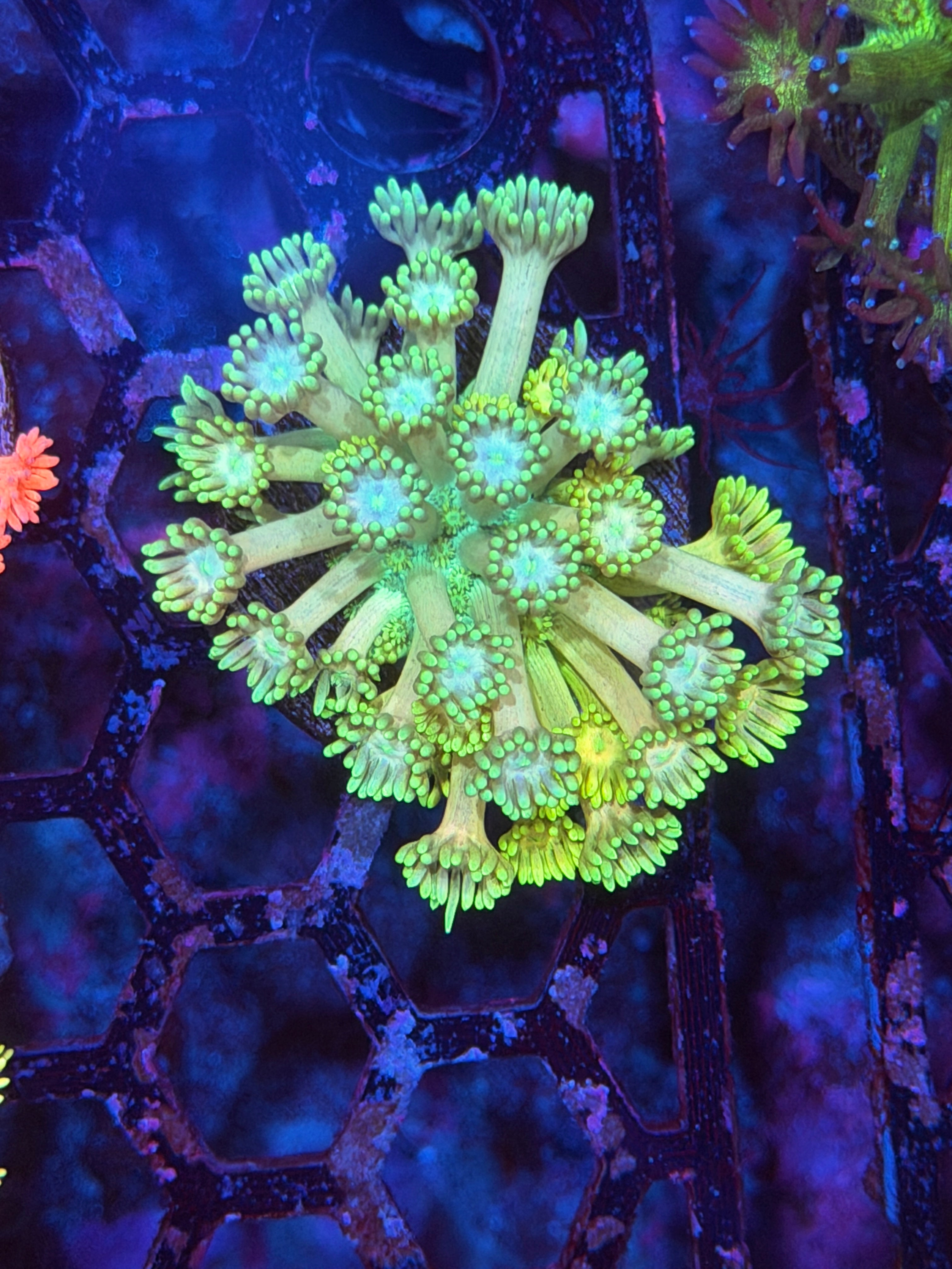 JEA Neon Goniopora Coral 12/1