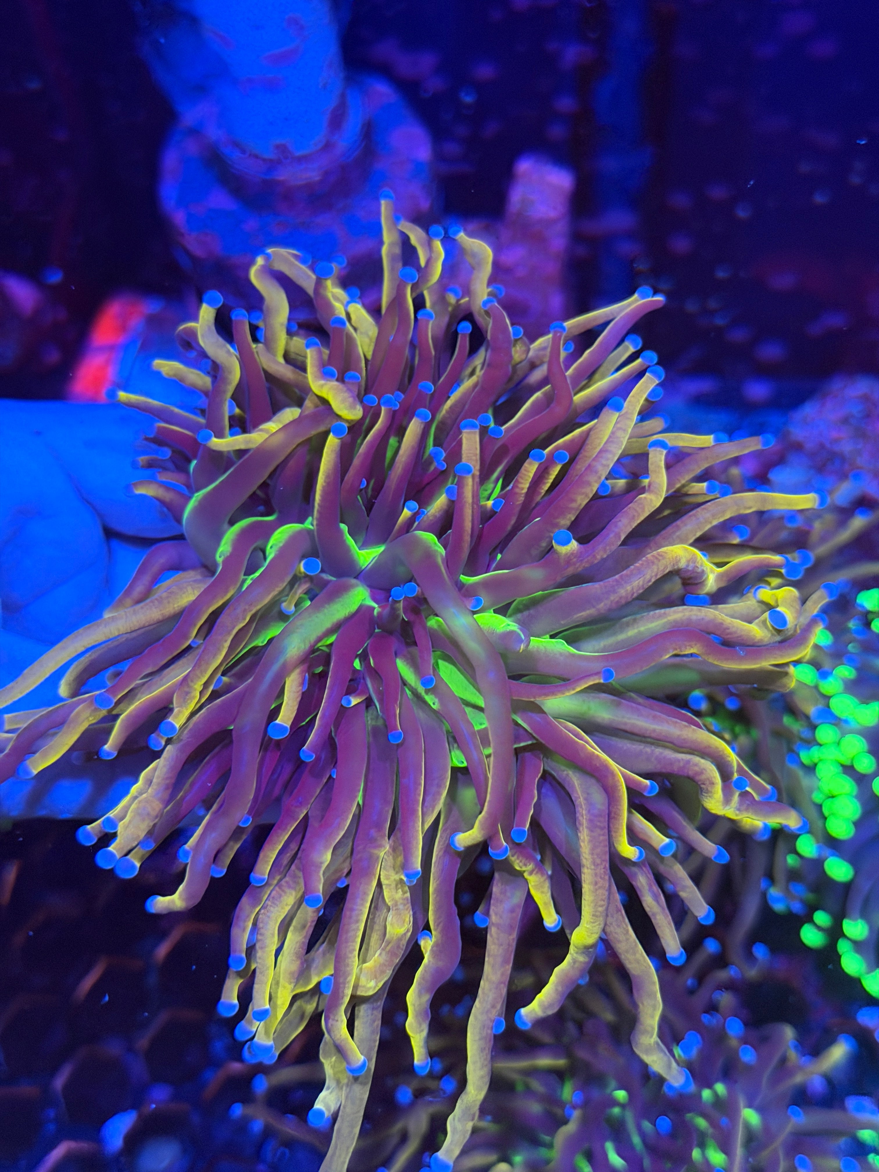 JEA Dragon Goddess Torch Coral 3 Heads Splitting XXL 11/28