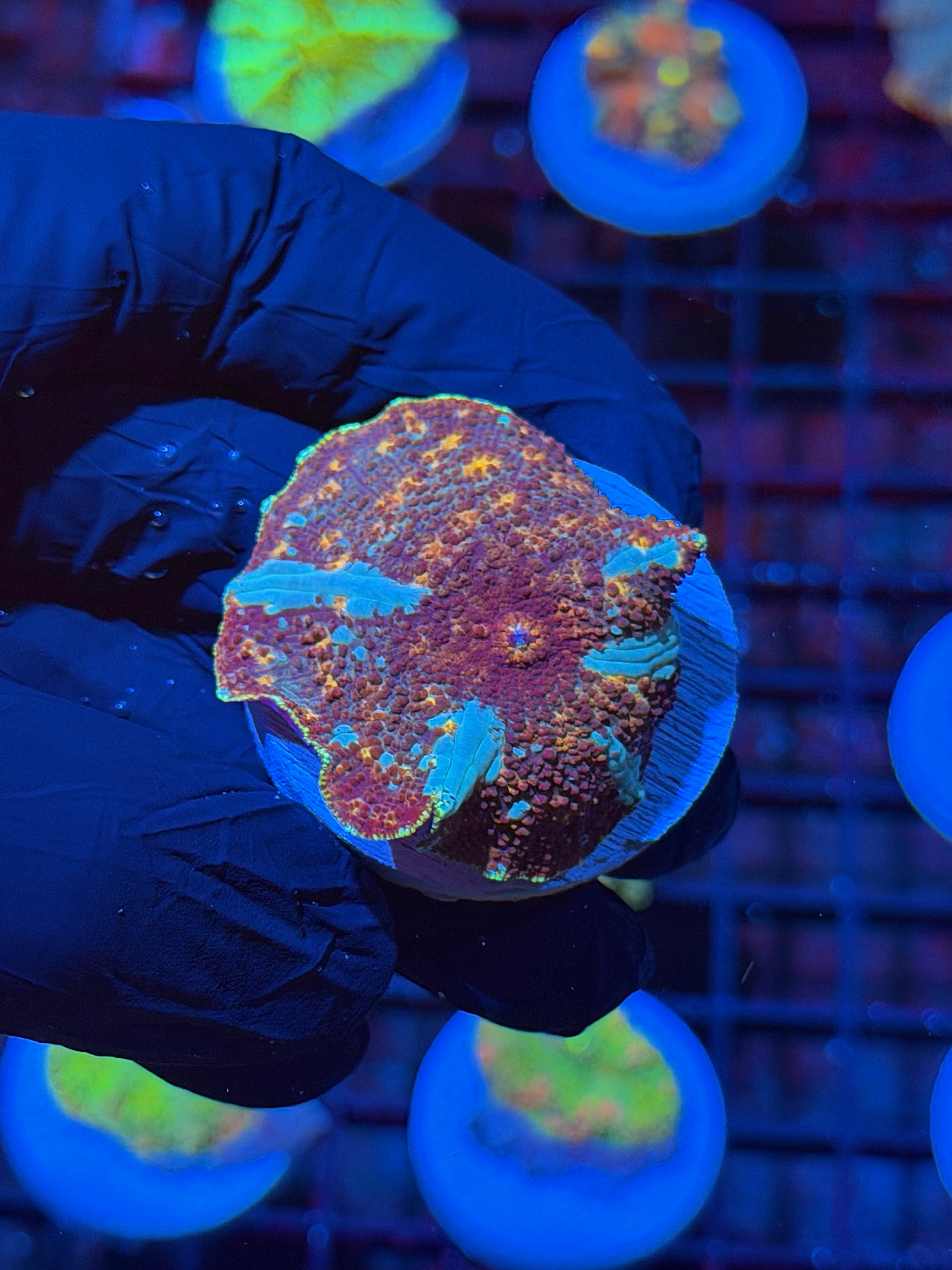 JEA Riot Shield Jawbreaker Mushroom Coral XL *New Release* 8/6
