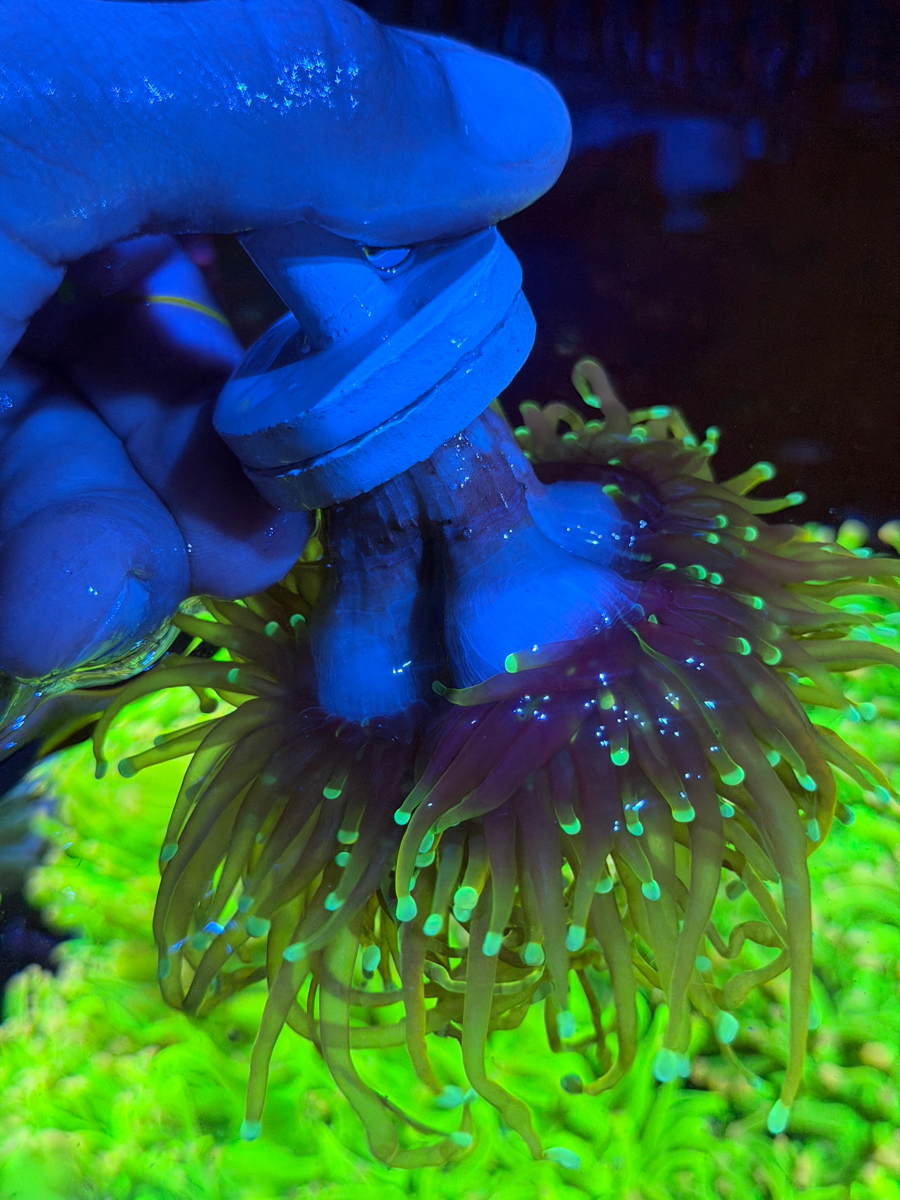 JEA Dragon Fire Torch Coral Mini Colony XXXL 6/4