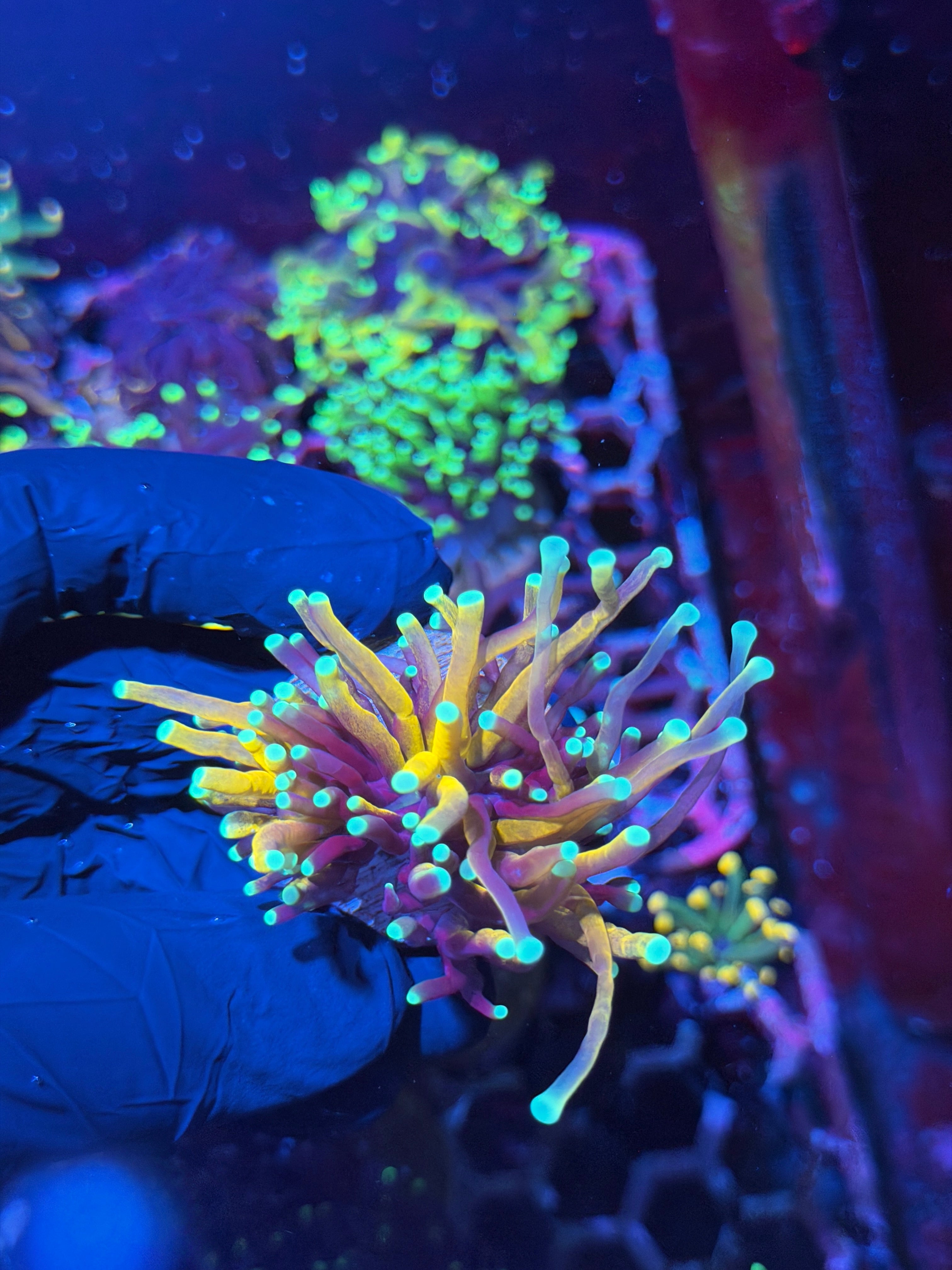 JEA Blue Tip Tiger 2.0 Torch Coral 2 Heads