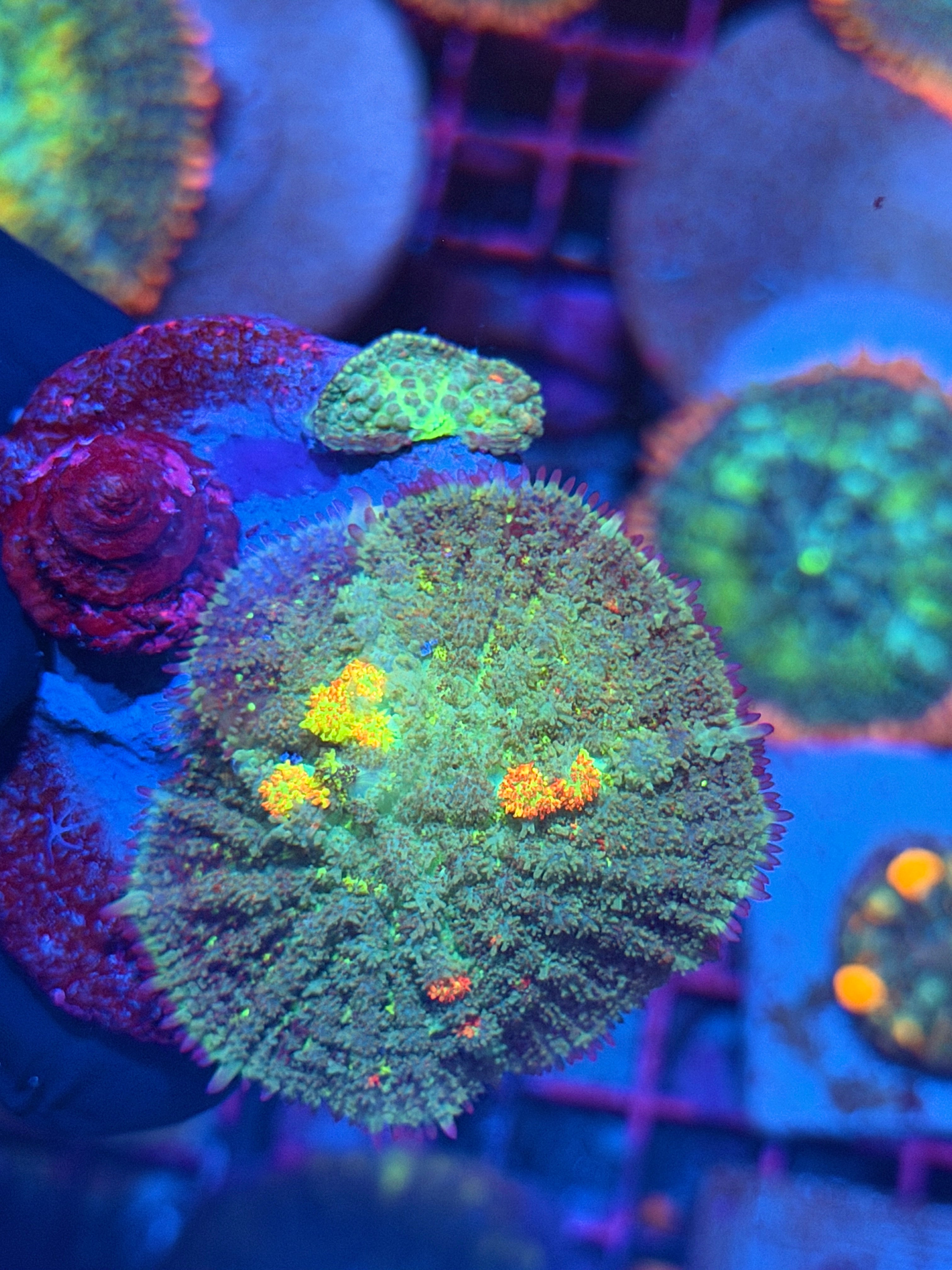 JEA Earthbender Mushroom Coral XL 2” 2/24