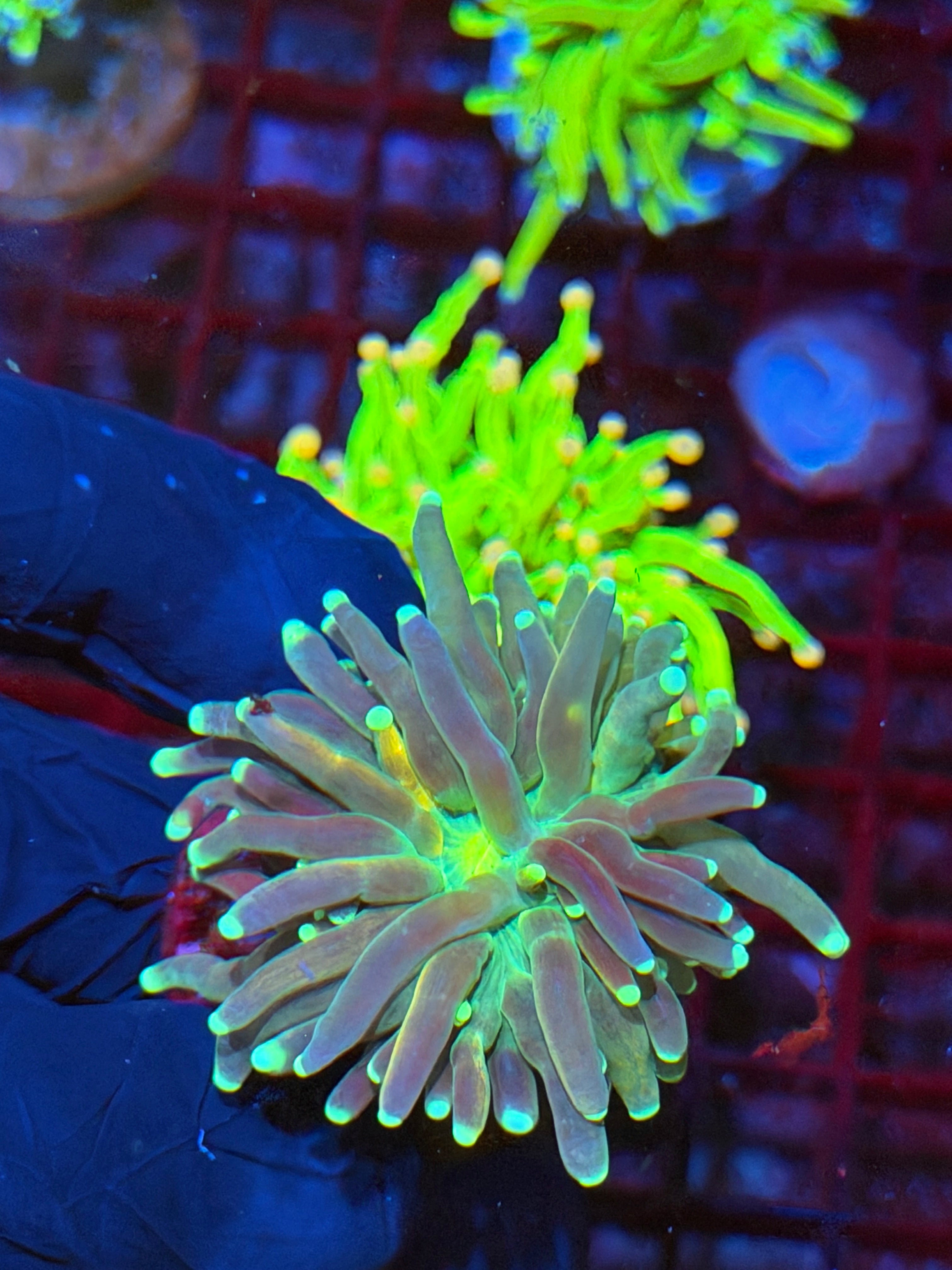 JEA Reverse Tiger Torch Coral 1 XL Head 9/6