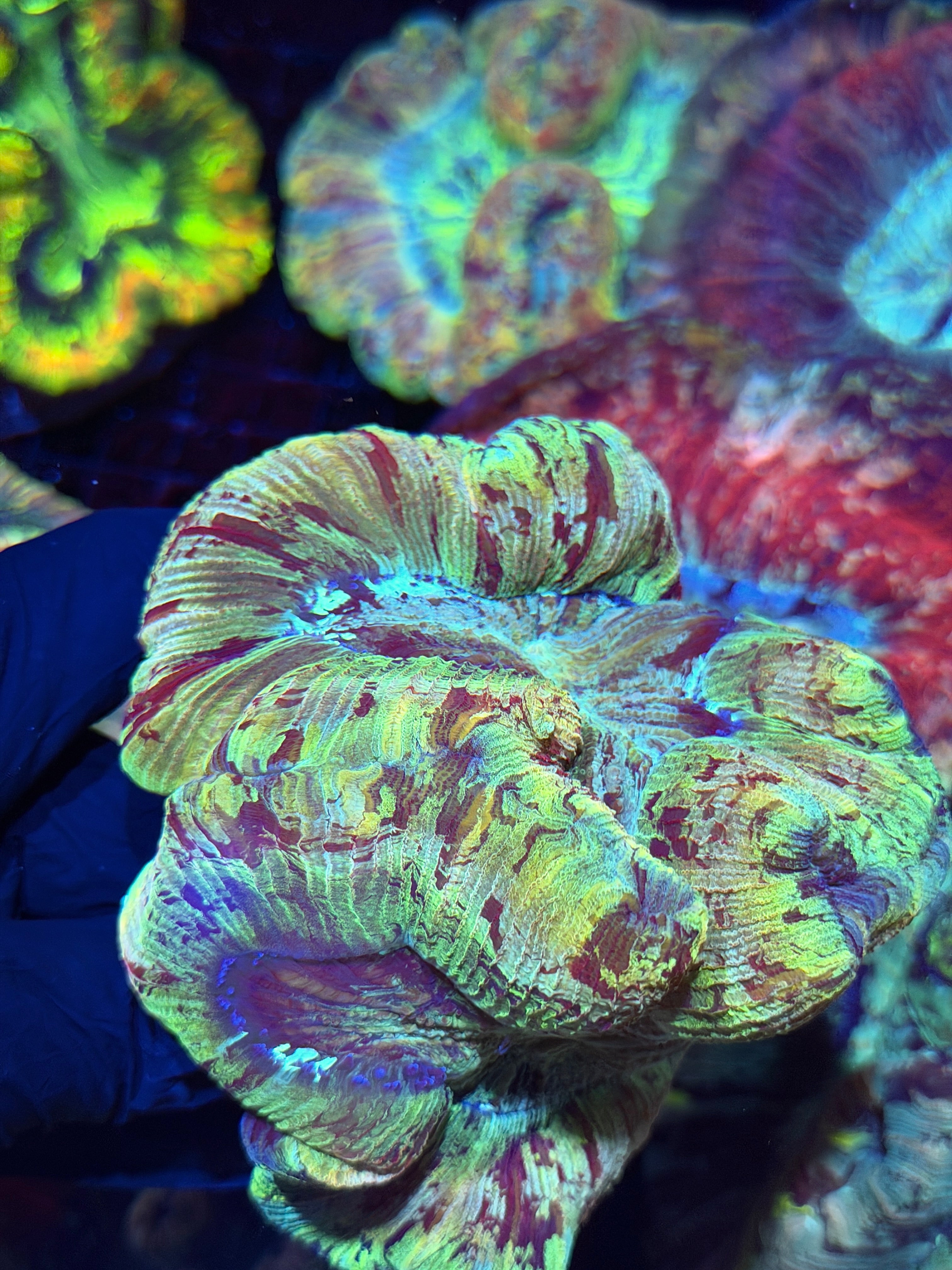 Rainbow Splatter Trachyphyllia Meat Coral XXXL Show Puece