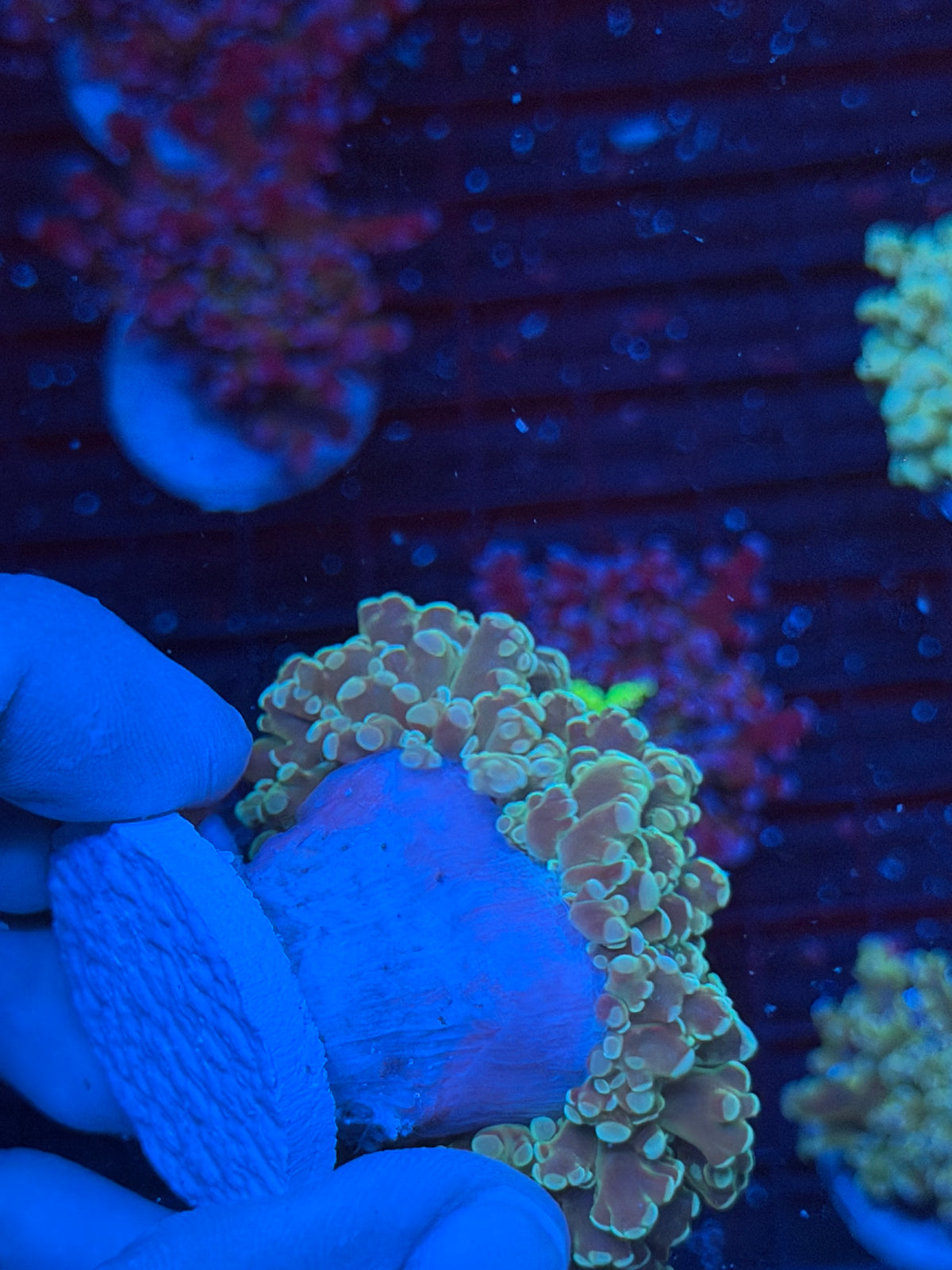 JEA Whitewalker Frogspawn Coral 1 XL Head 9/21