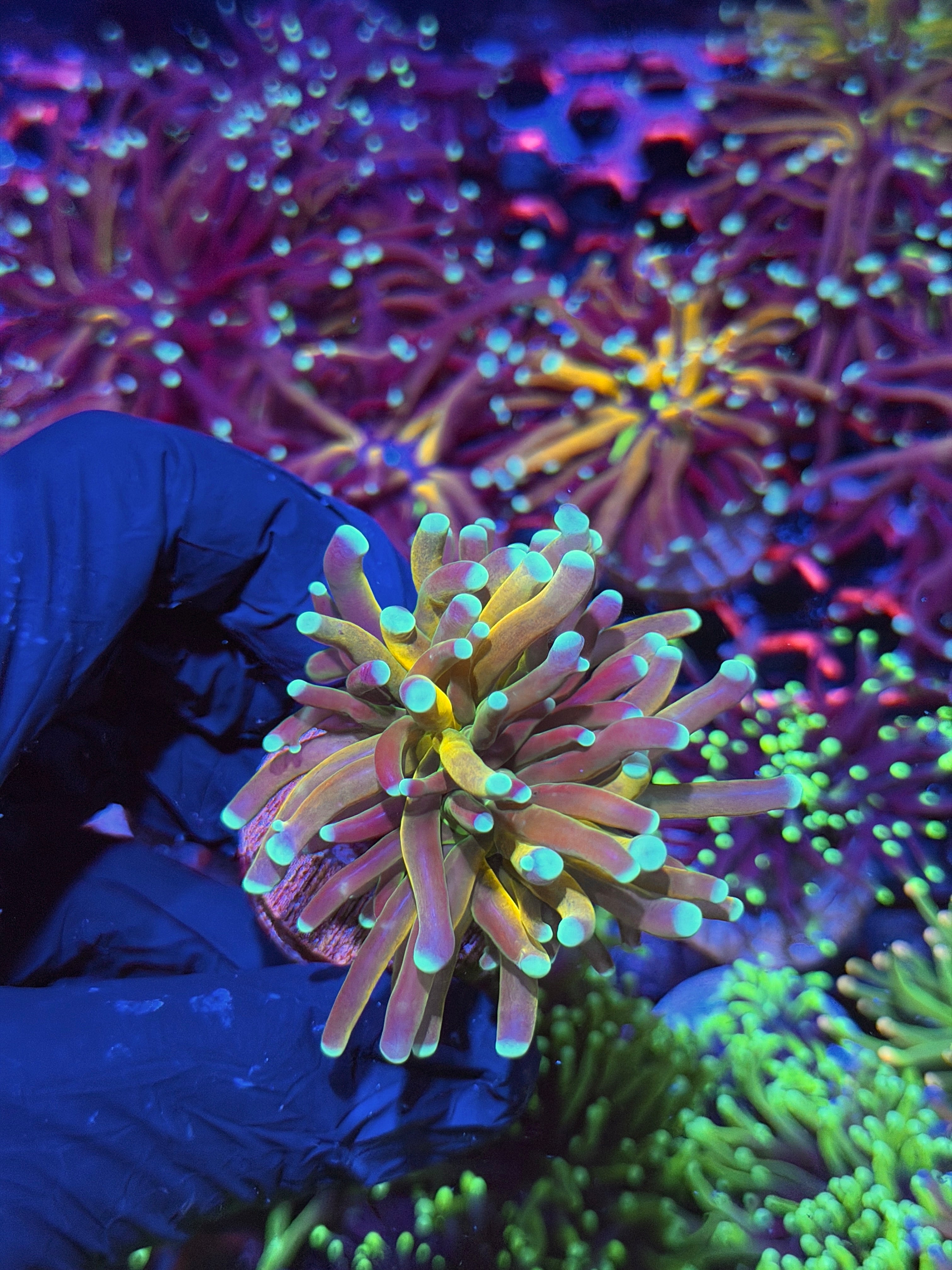JEA Tiger 2.0 Torch Coral 1 XL Head