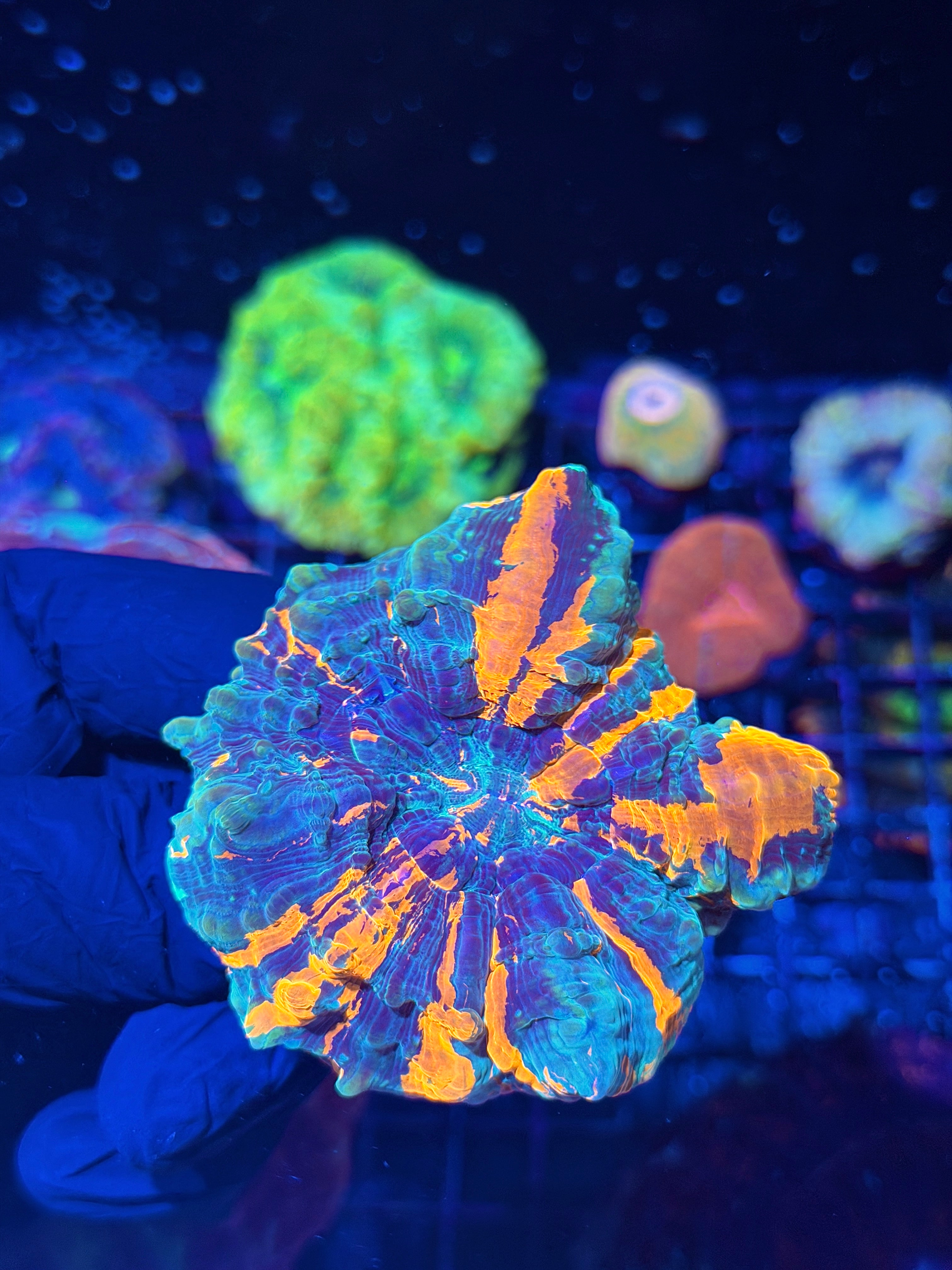 Striped Acanthophyllia Meat Coral