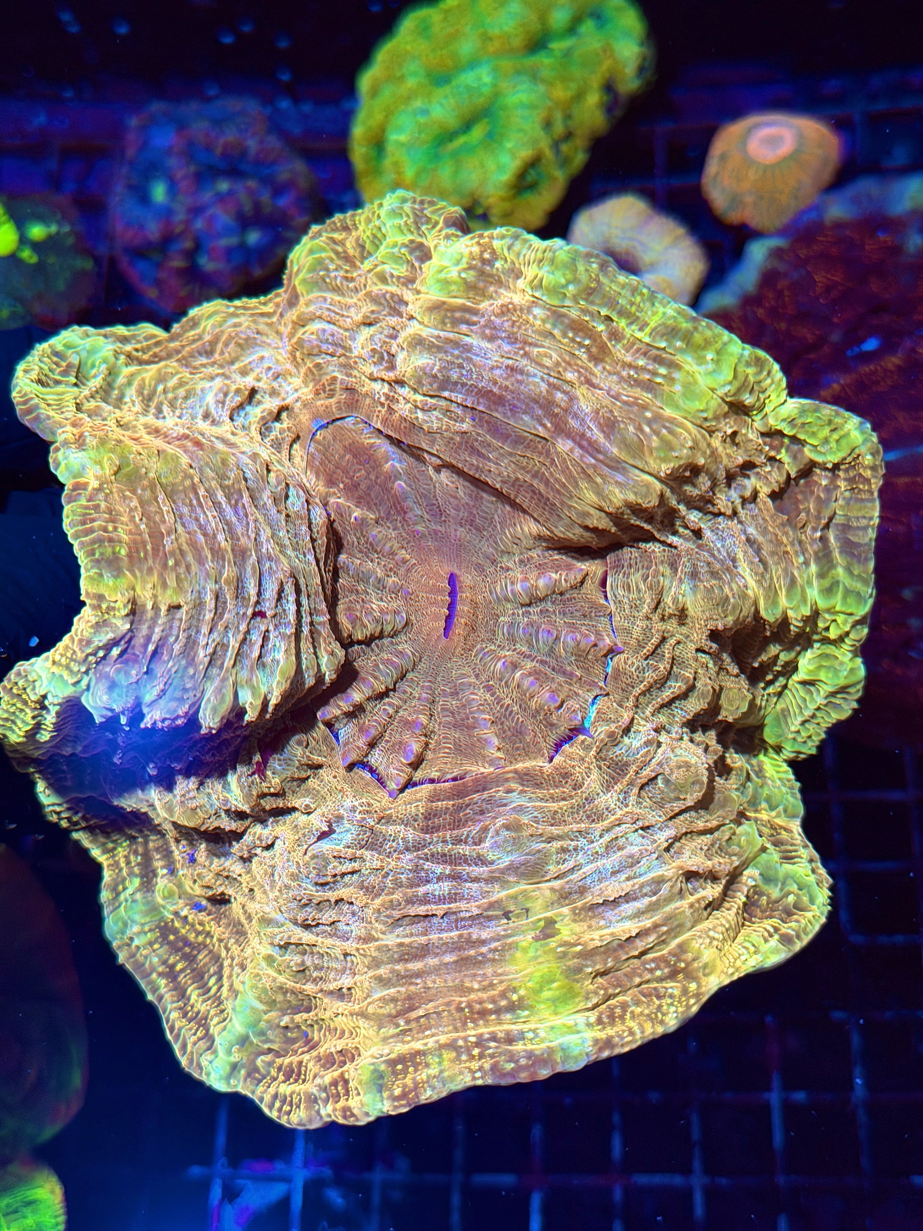 Yellow / Gold Acanthophyllia Meat Coral XL