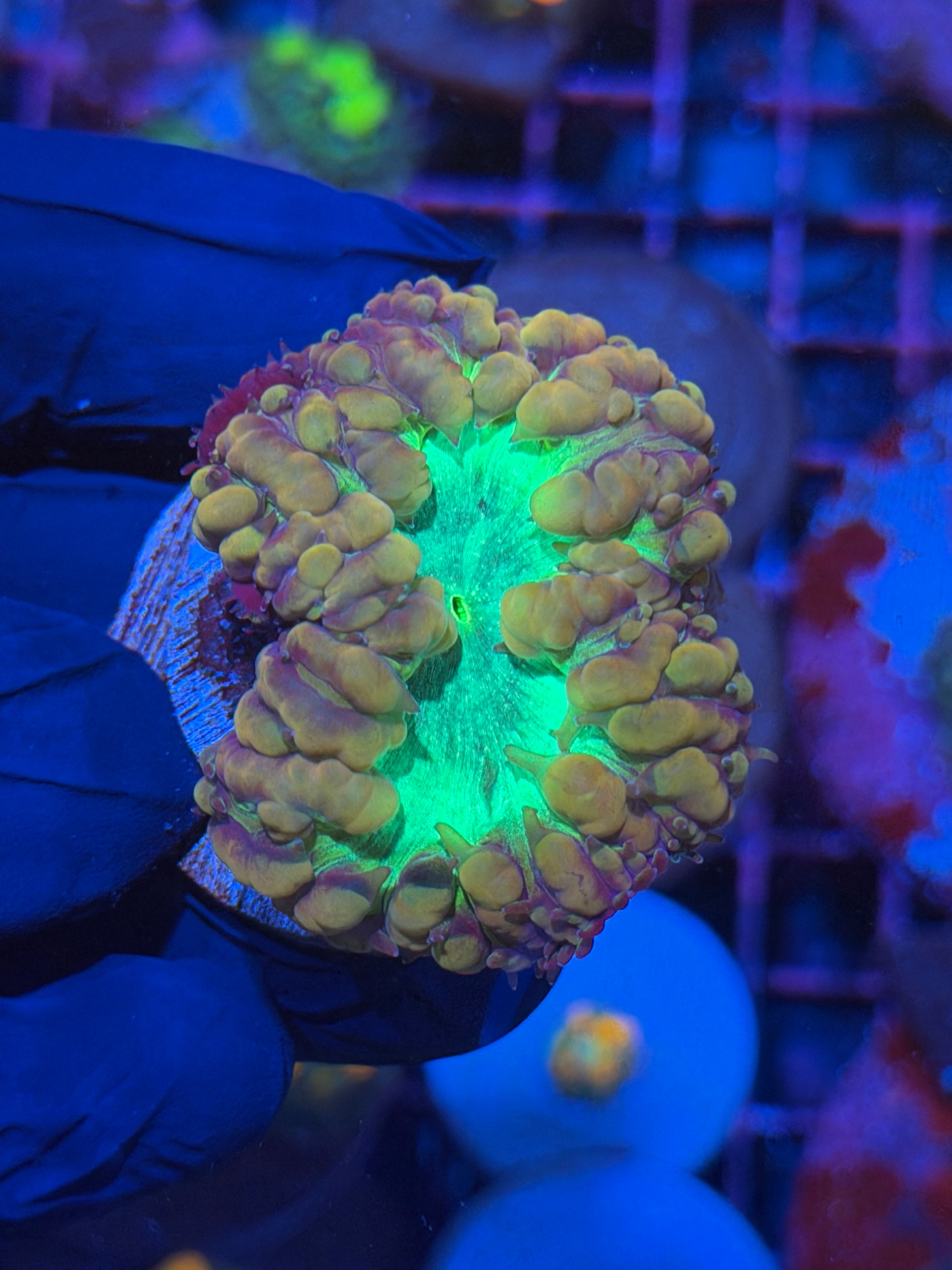 JEA The Mutant Blastomussa Coral 1 XXXL 1.5” Head & 1 Baby 12/1