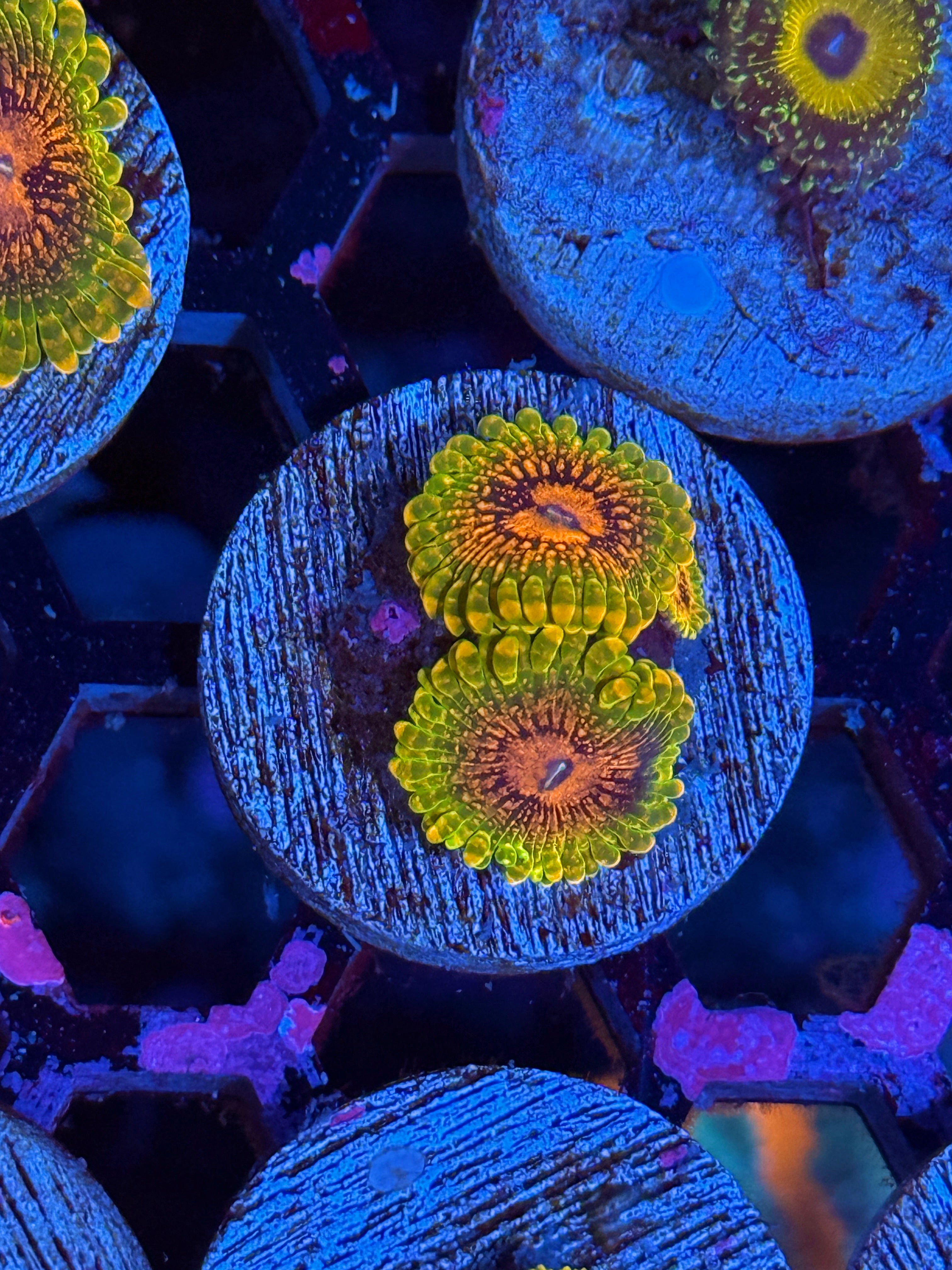 GMK Grand Master Krakatoa Zoanthid Coral 3 Xl Polyps 10/5