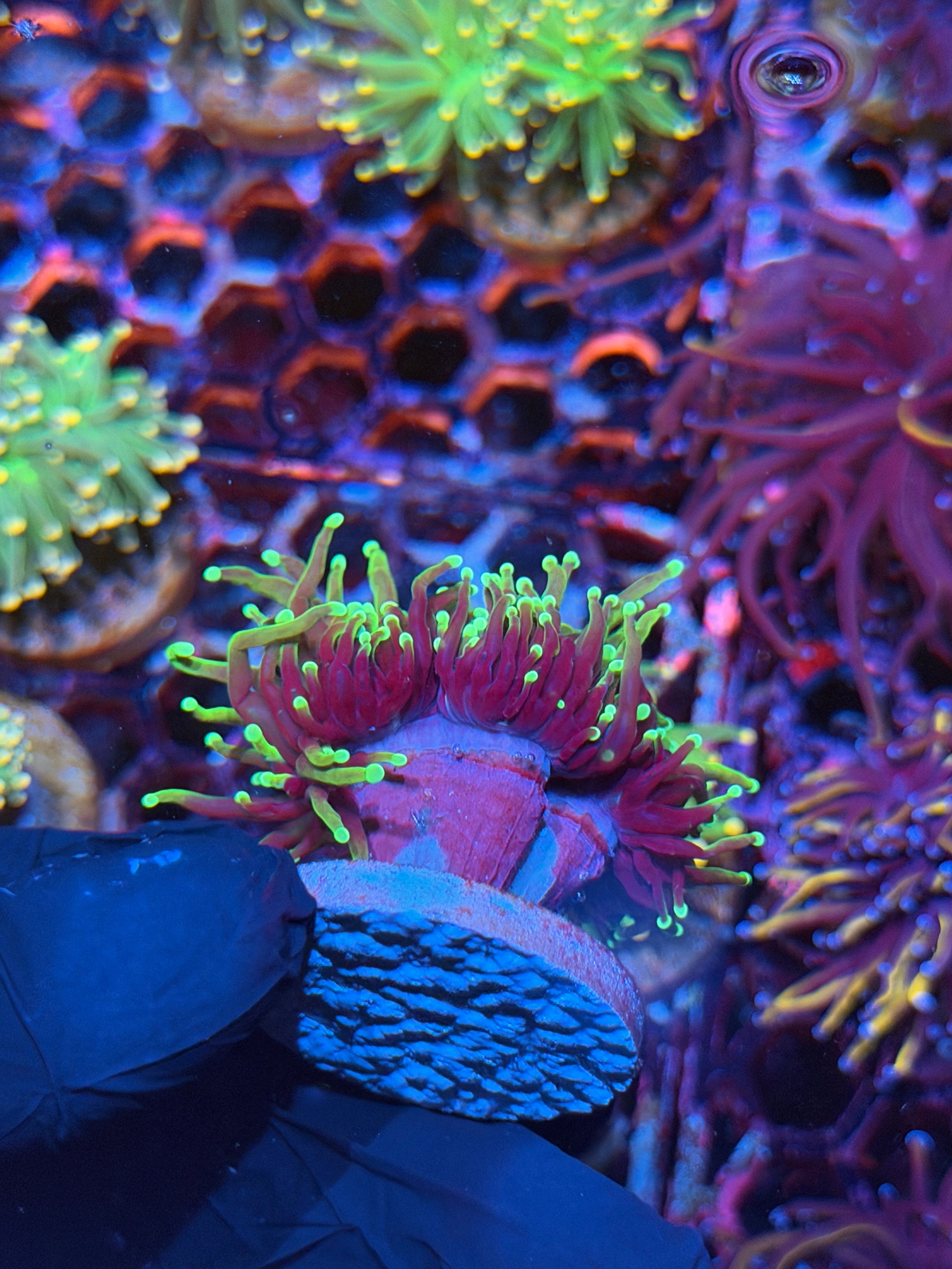 JEA Dragon Soul Torch Coral 3 Heads Splitting XL 8/28