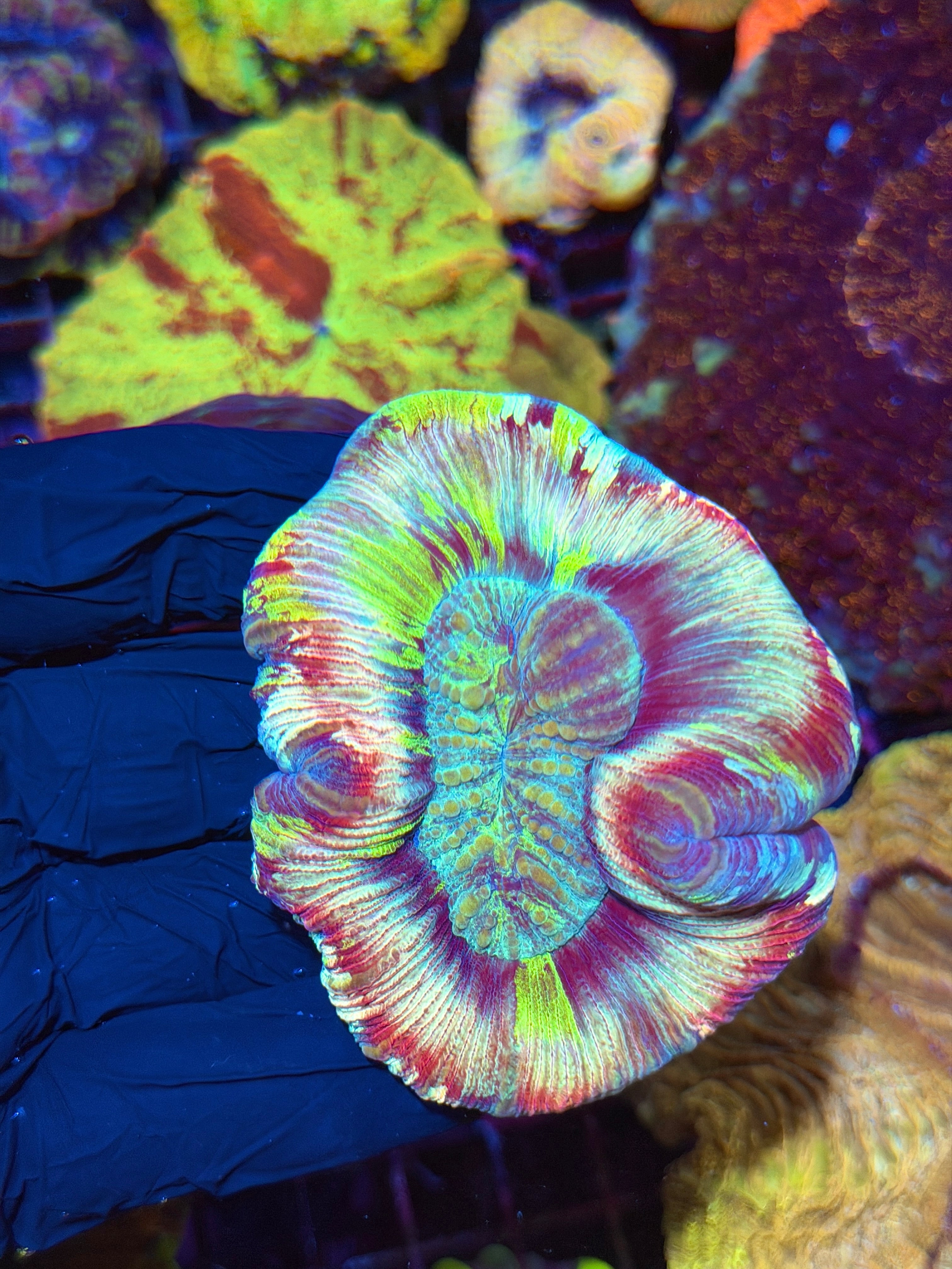 Psychedelic Rainbow Trachy Unique Show Piece