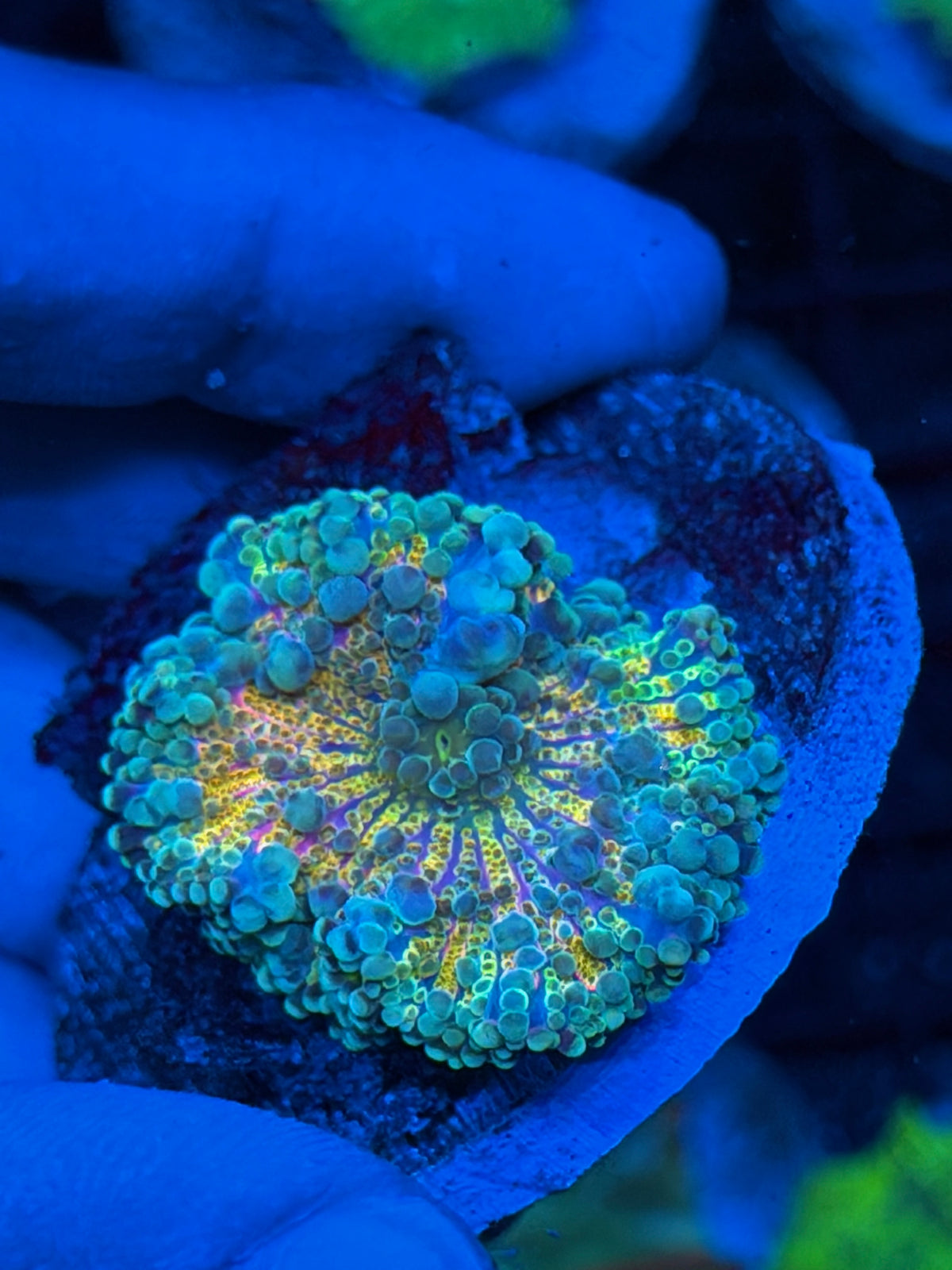 JEA Rainbow Yuma Mushroom Coral 9/22