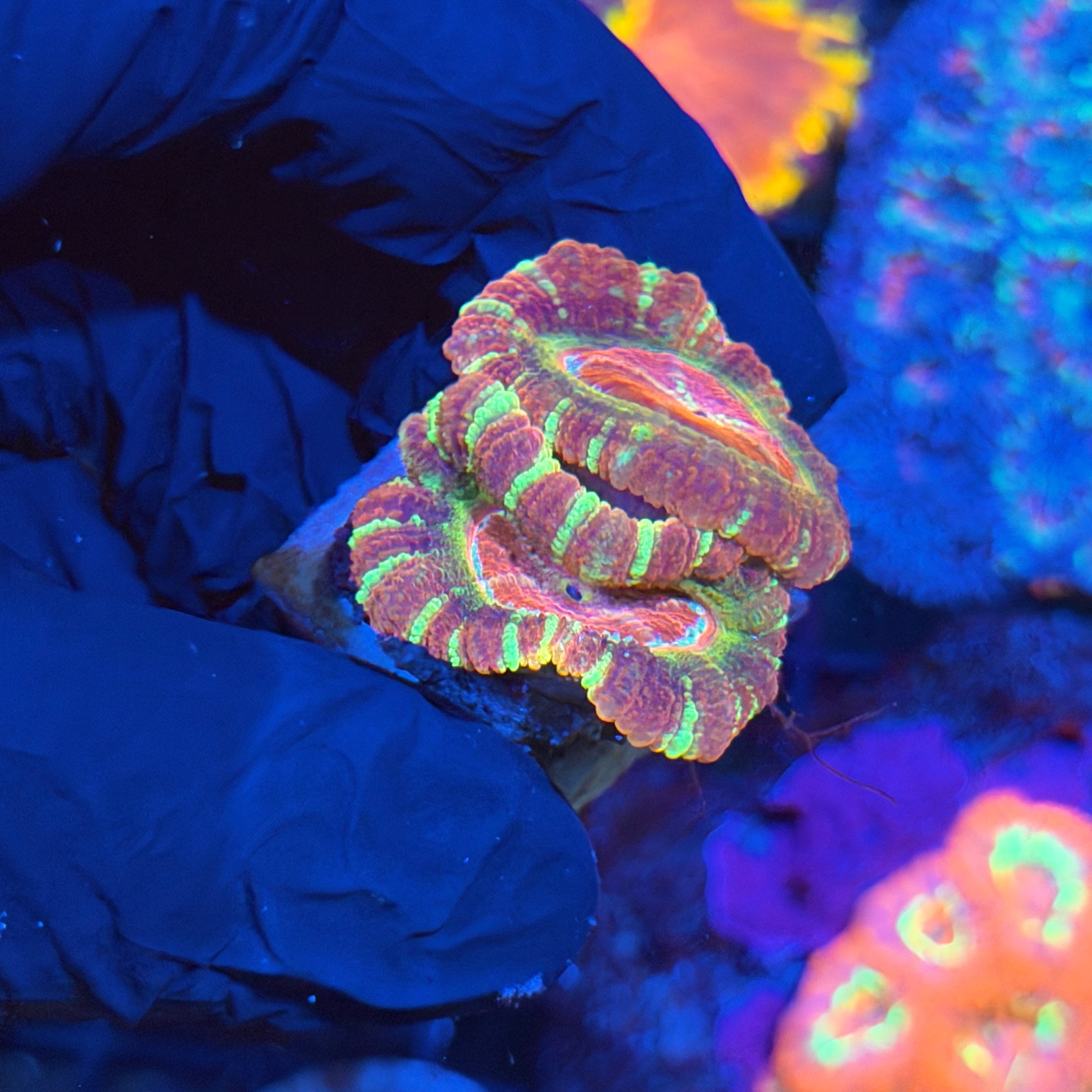 JEA Evil Eye Asian Acans 2 XL Heads 4/23