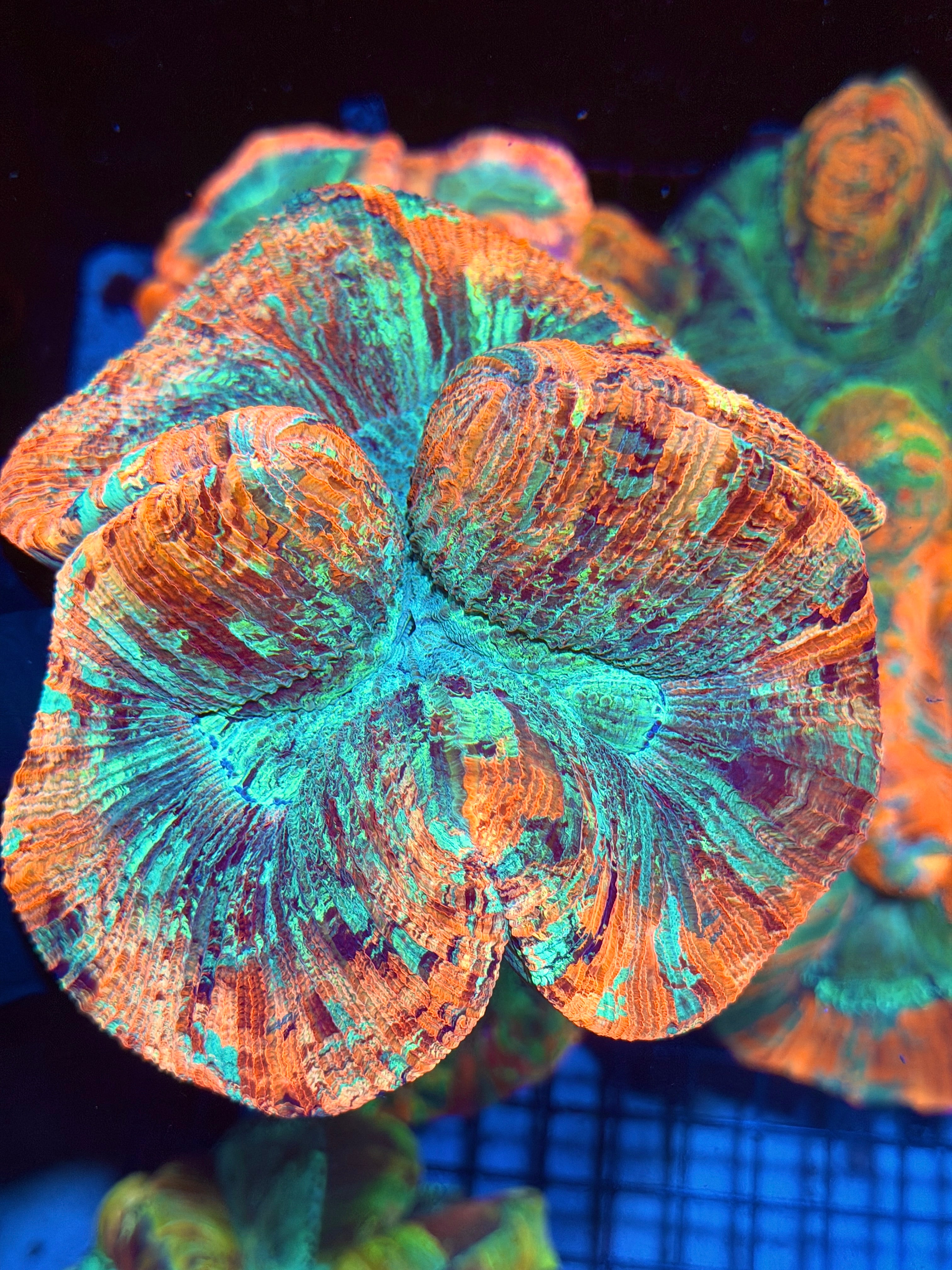 Rainbow Indo Trachyphyllia Meat Coral XXL 11/28
