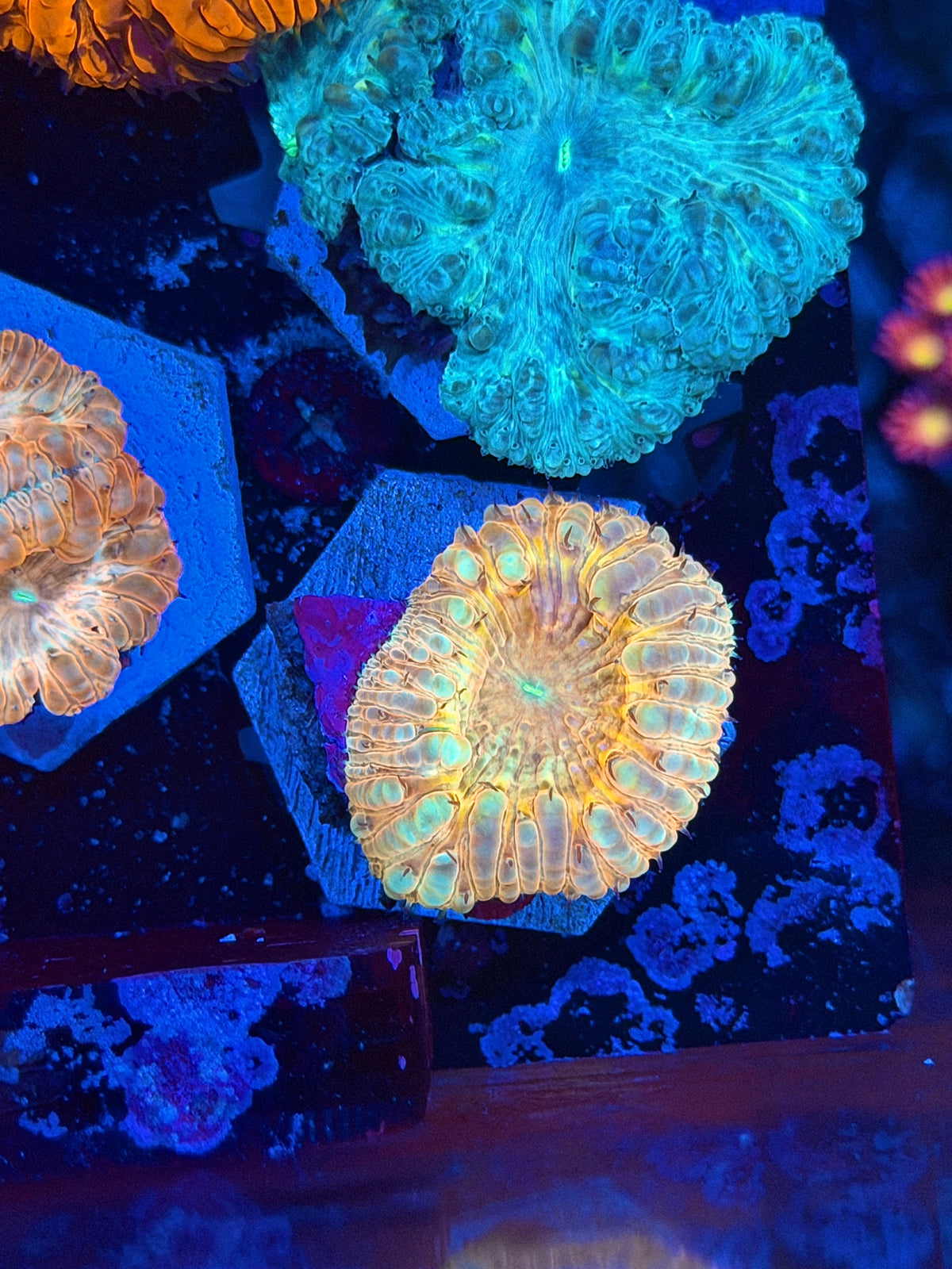 JEA Sunburst Blastomussa Coral 1 Head *Last Frag Available* 9/28