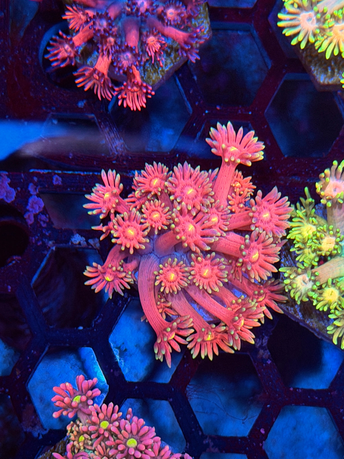 JEA Sakura Goniopora Coral