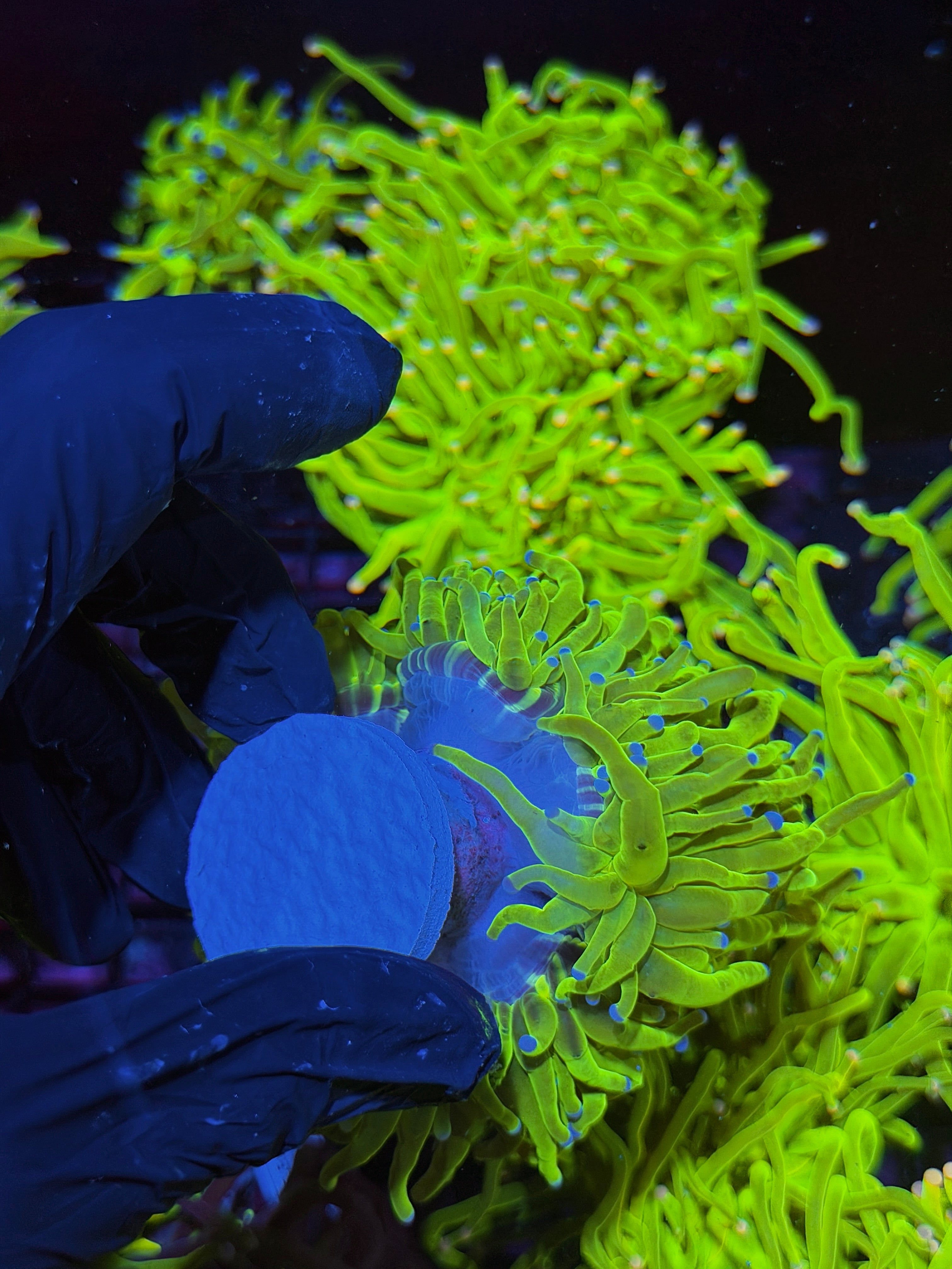 JEA 24K Holy Grail Torch Coral 3 Heads XXL