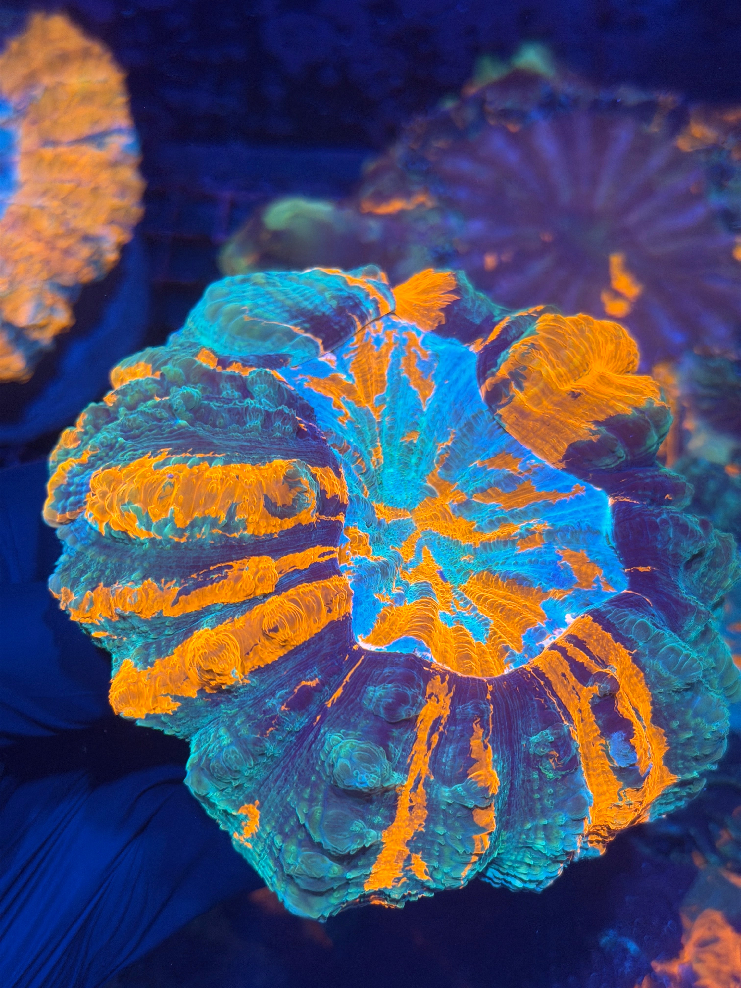 Bright Striped Acanthophyllia Meat Coral XL 12/1