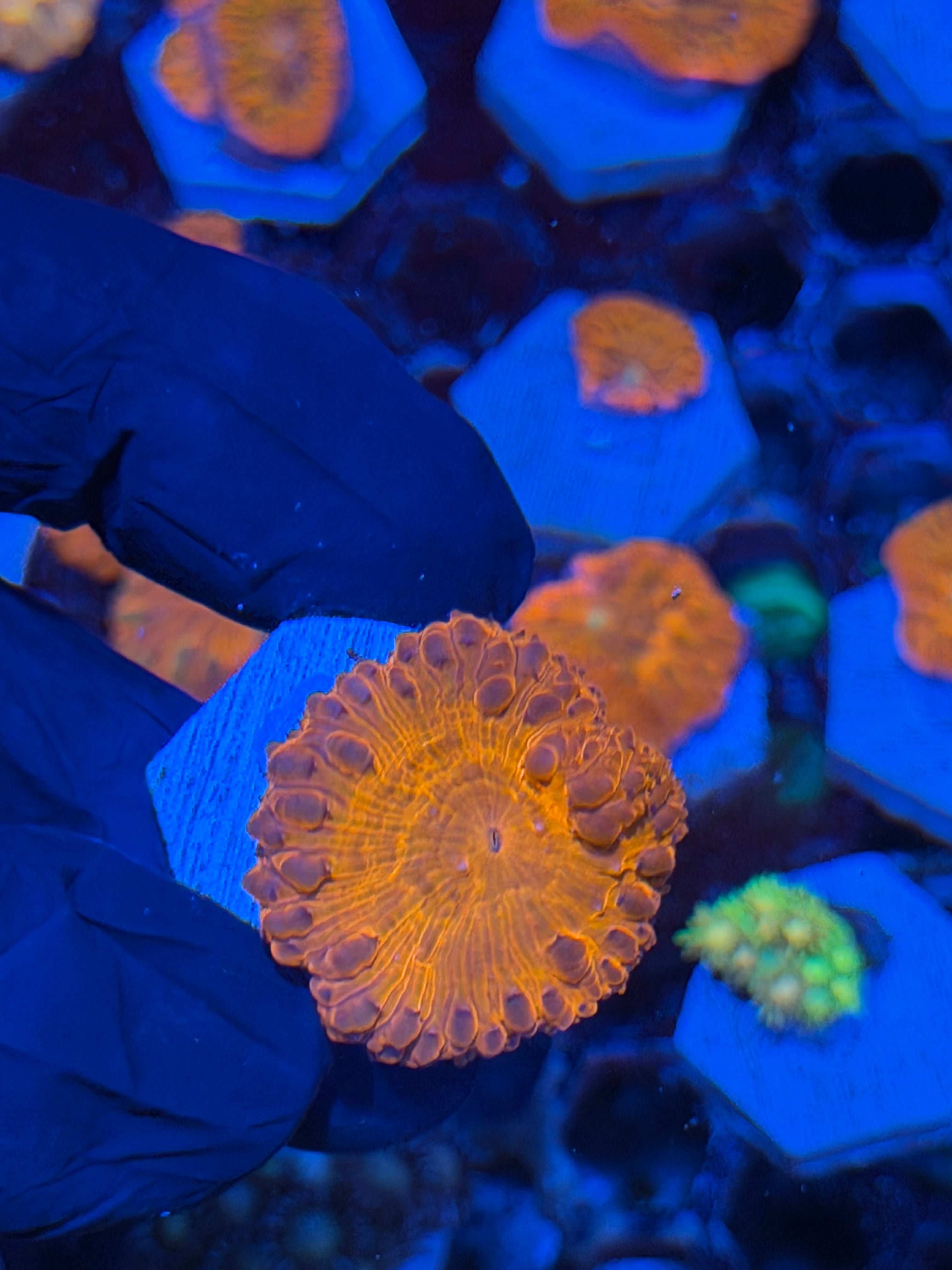 JEA Red Rampage Blastomussa Coral *New Release*