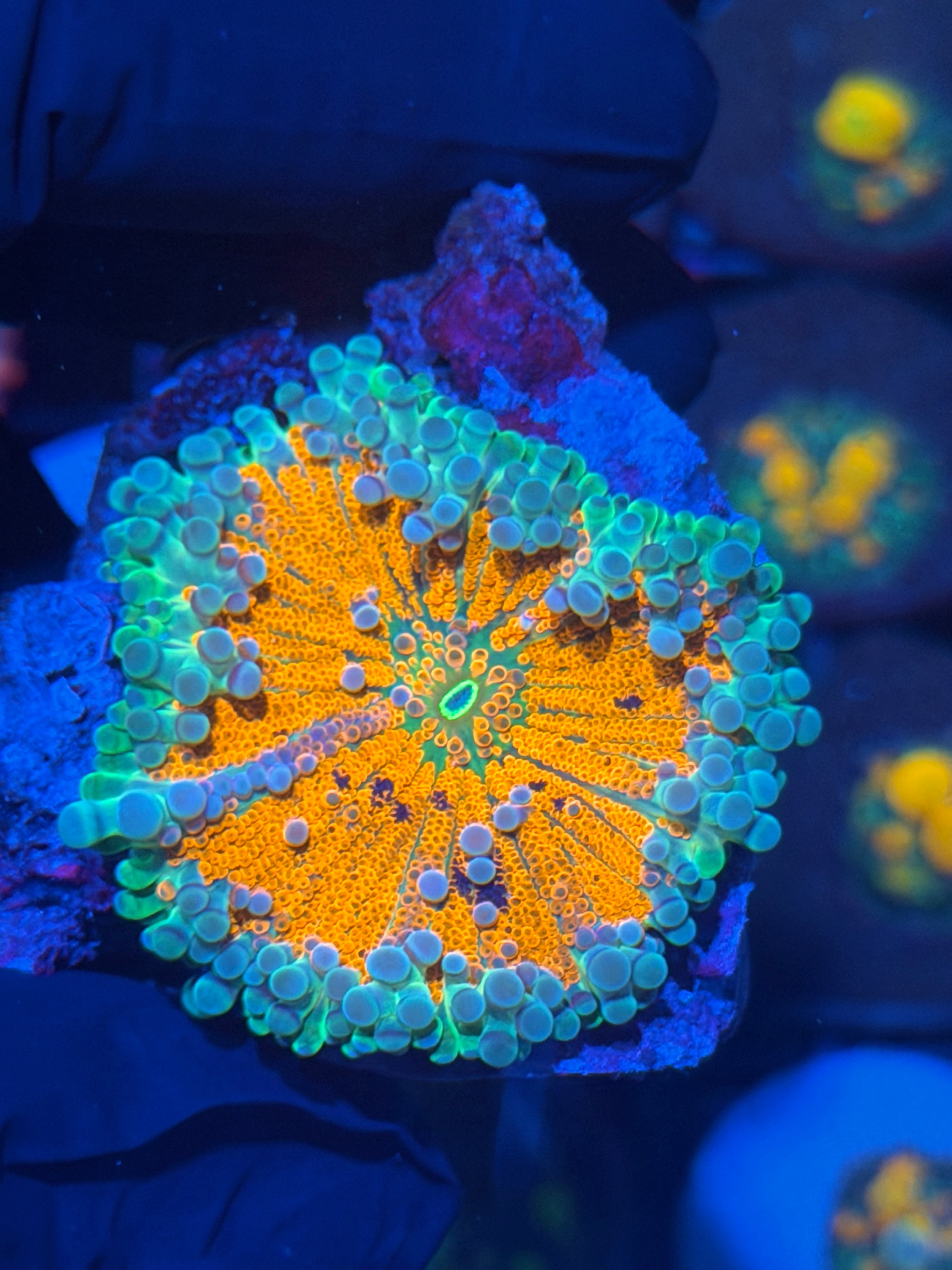 JEA Nuclear Sunburst Gumball Yuma Mushroom Coral XL 12/1