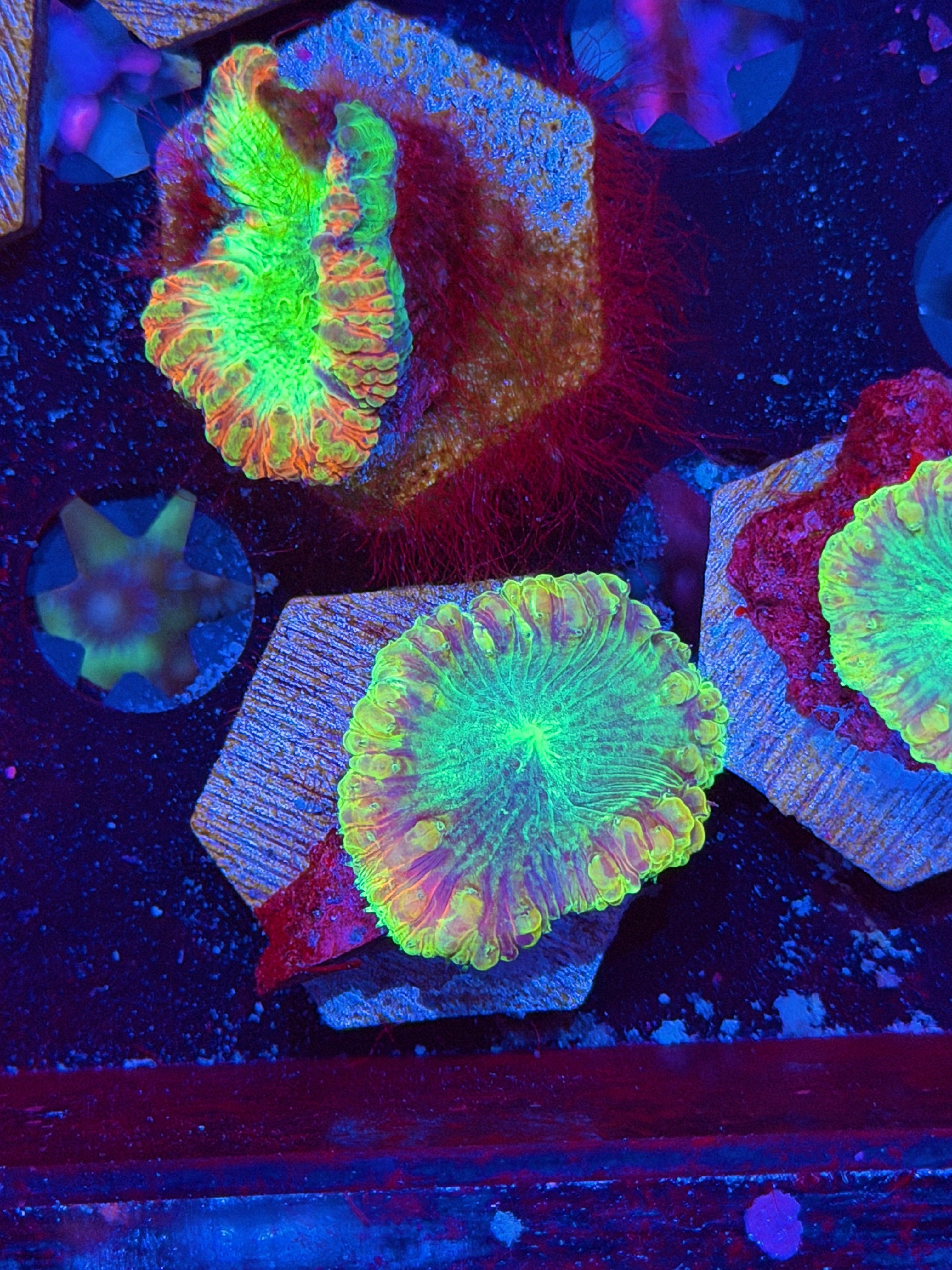 JEA Mind Fuck Rainbow Blastomussa Coral 1 XL Head *New Release* 8/7