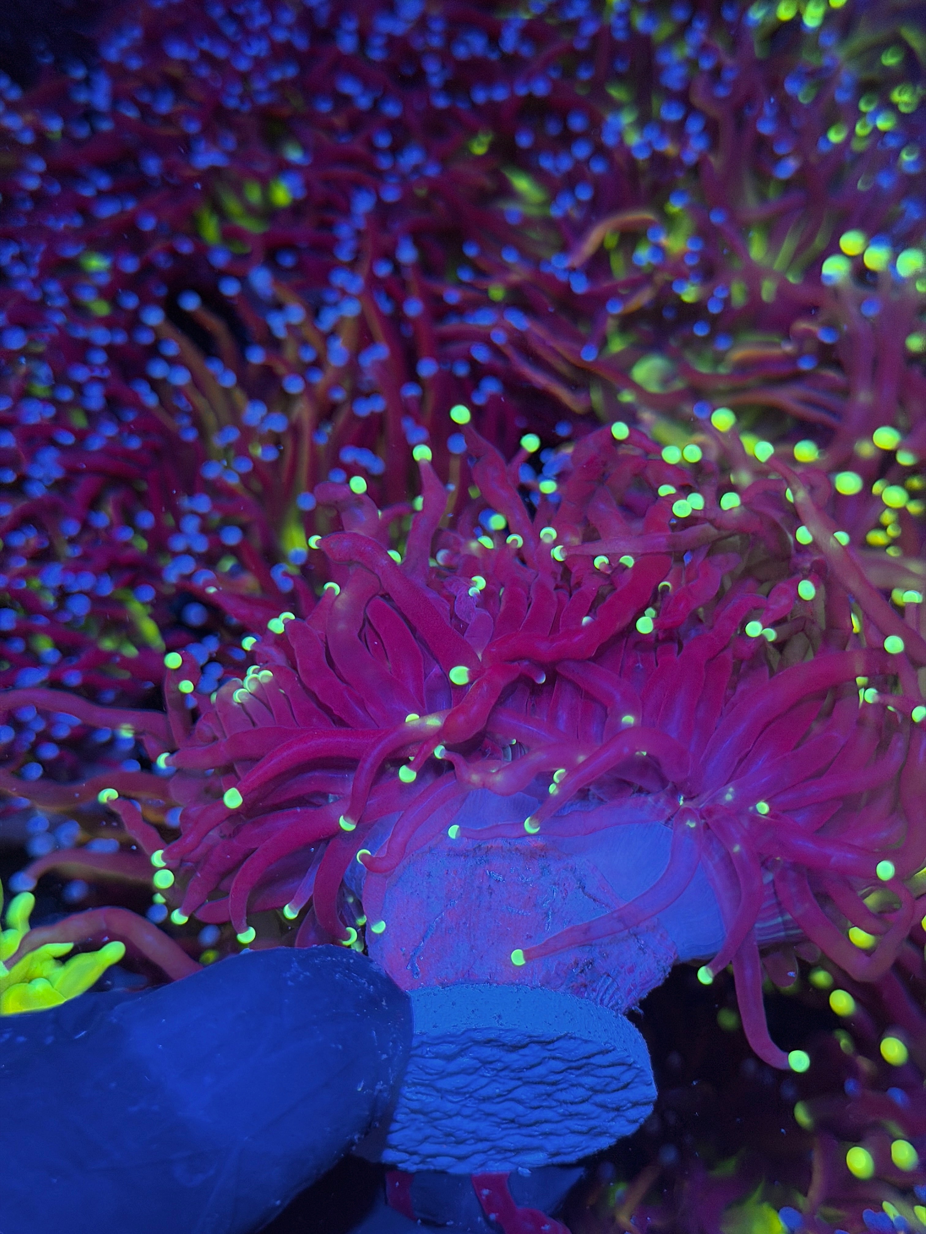JEA Black Widow Torch Coral 2 Heads XXL