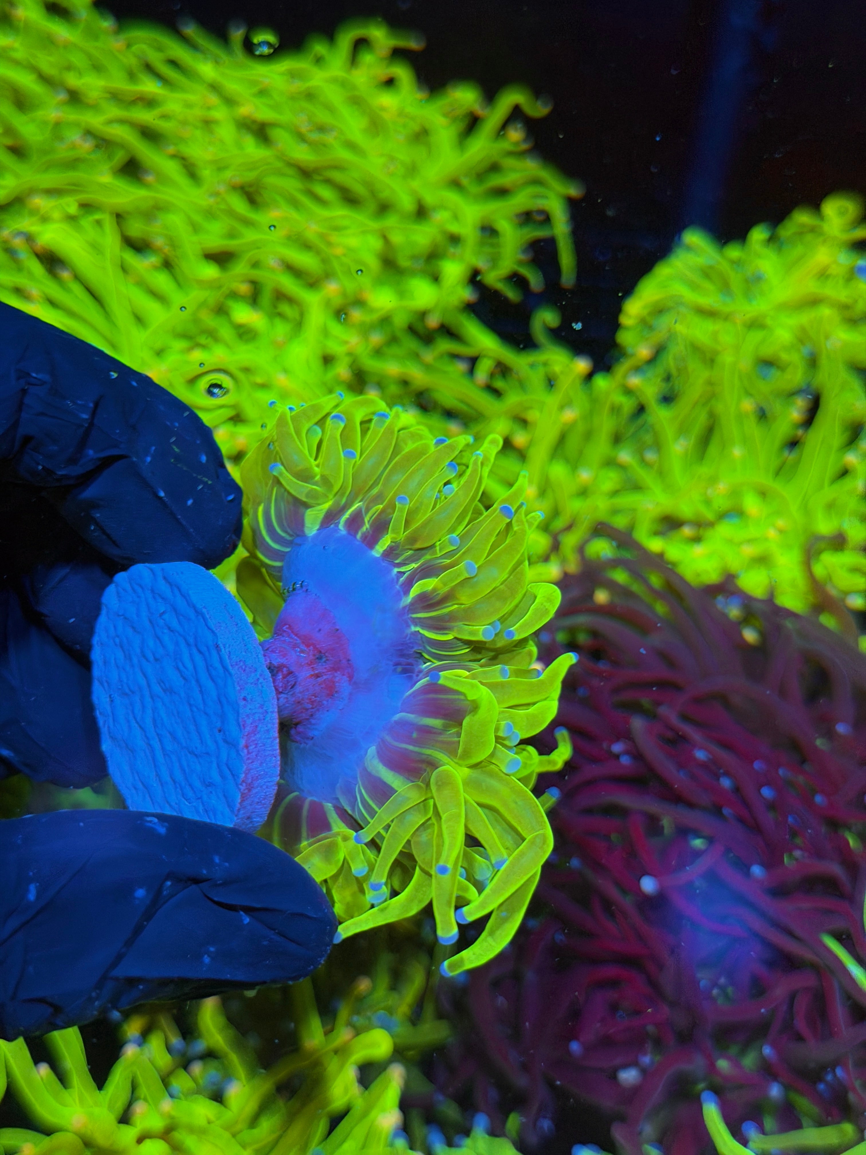 JEA 24K Holy Grail Torch Coral 2 Heads XXL 7/14