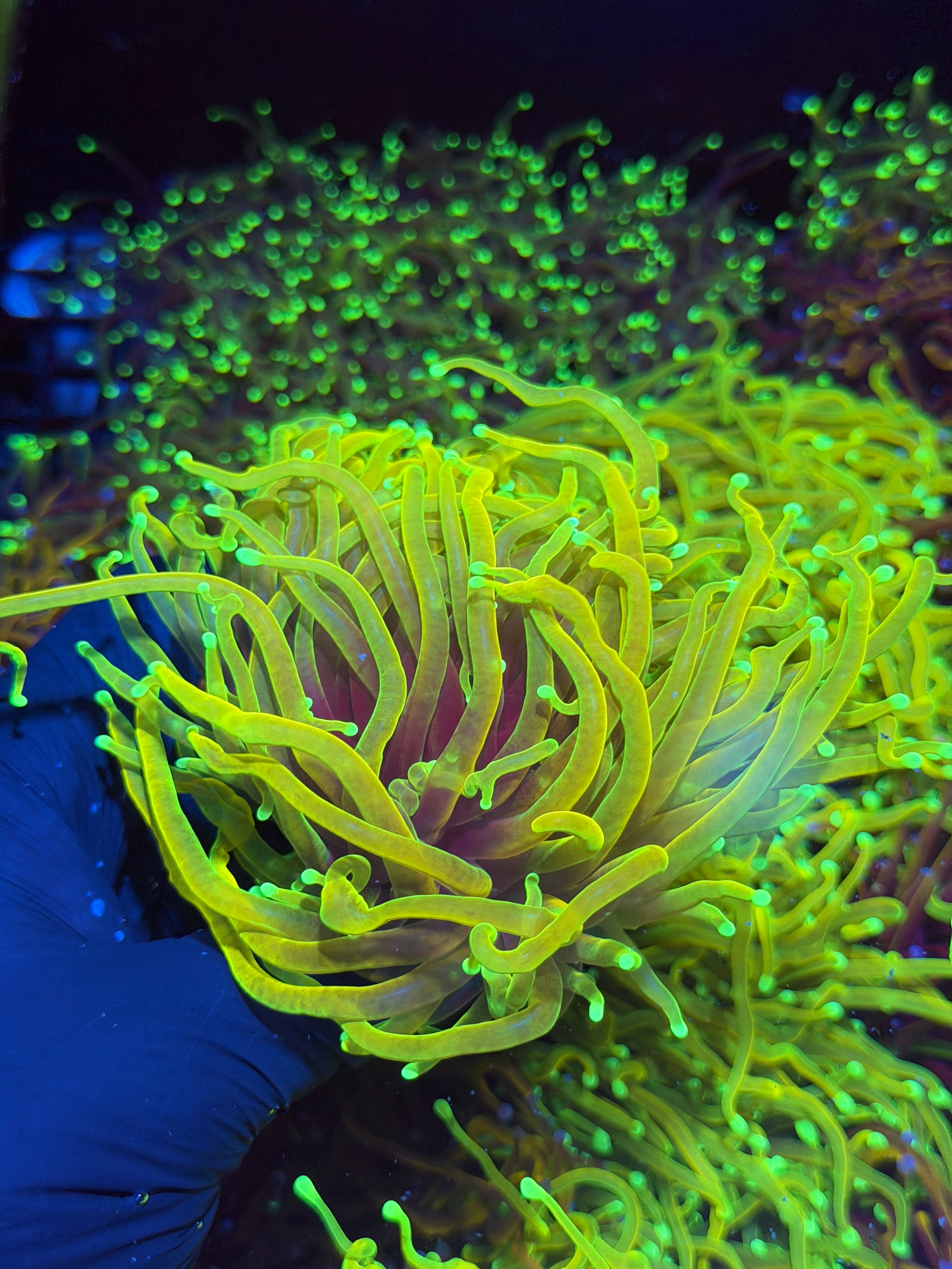 JEA Hellfire Torch Coral 1 XL Head Splitting to 3