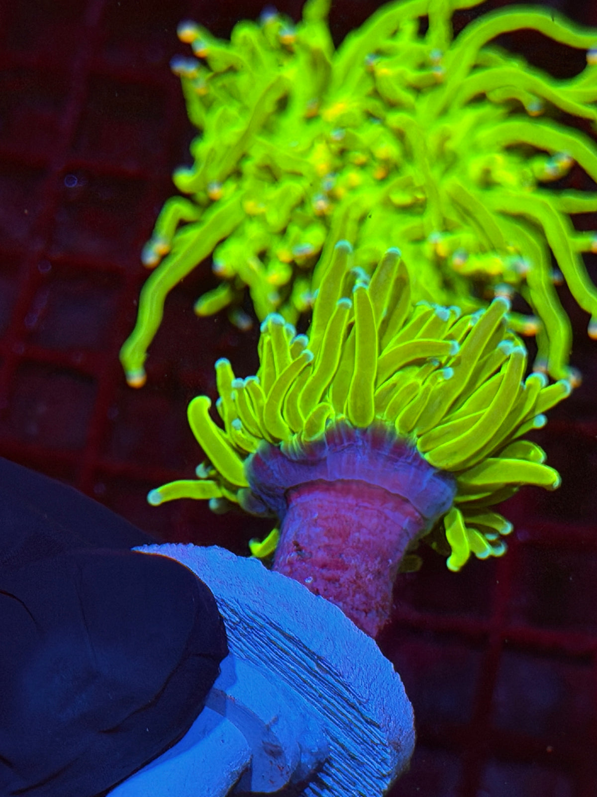 JEA White Widow Holy Grail Torch Coral 1 Head 9/21