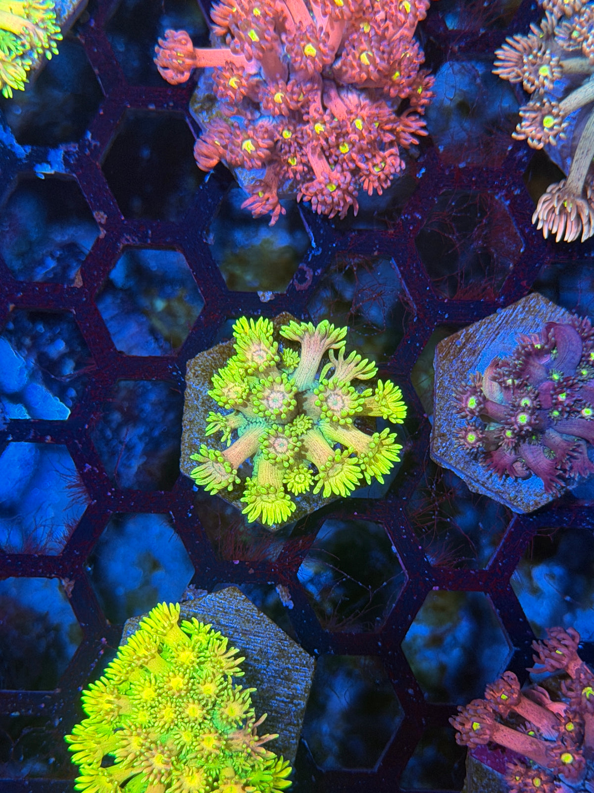 JEA Psychedelic Goniopora Coral 9/28