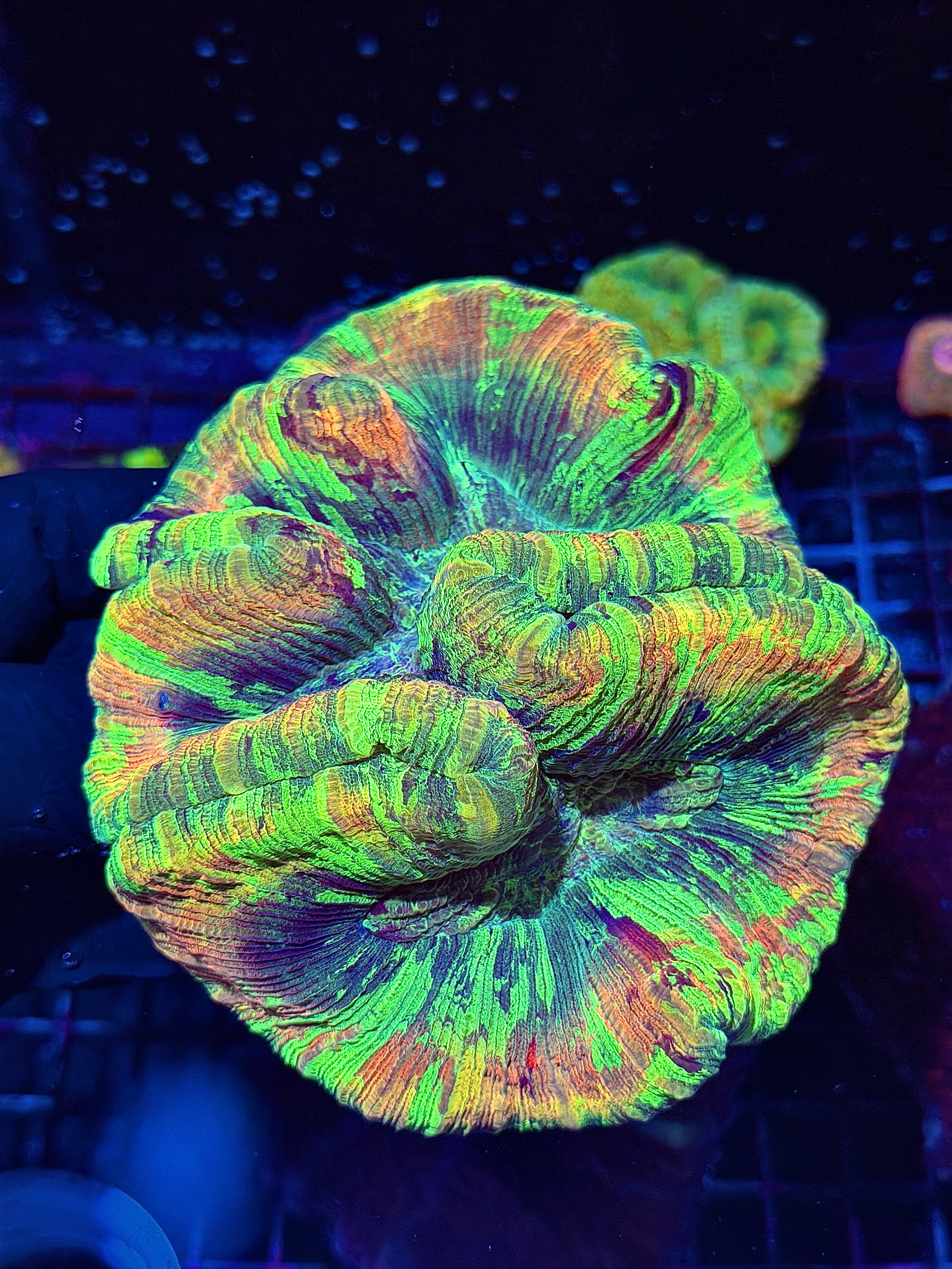 Toxic Rainbow Trachyphyllia XXL Show Piece
