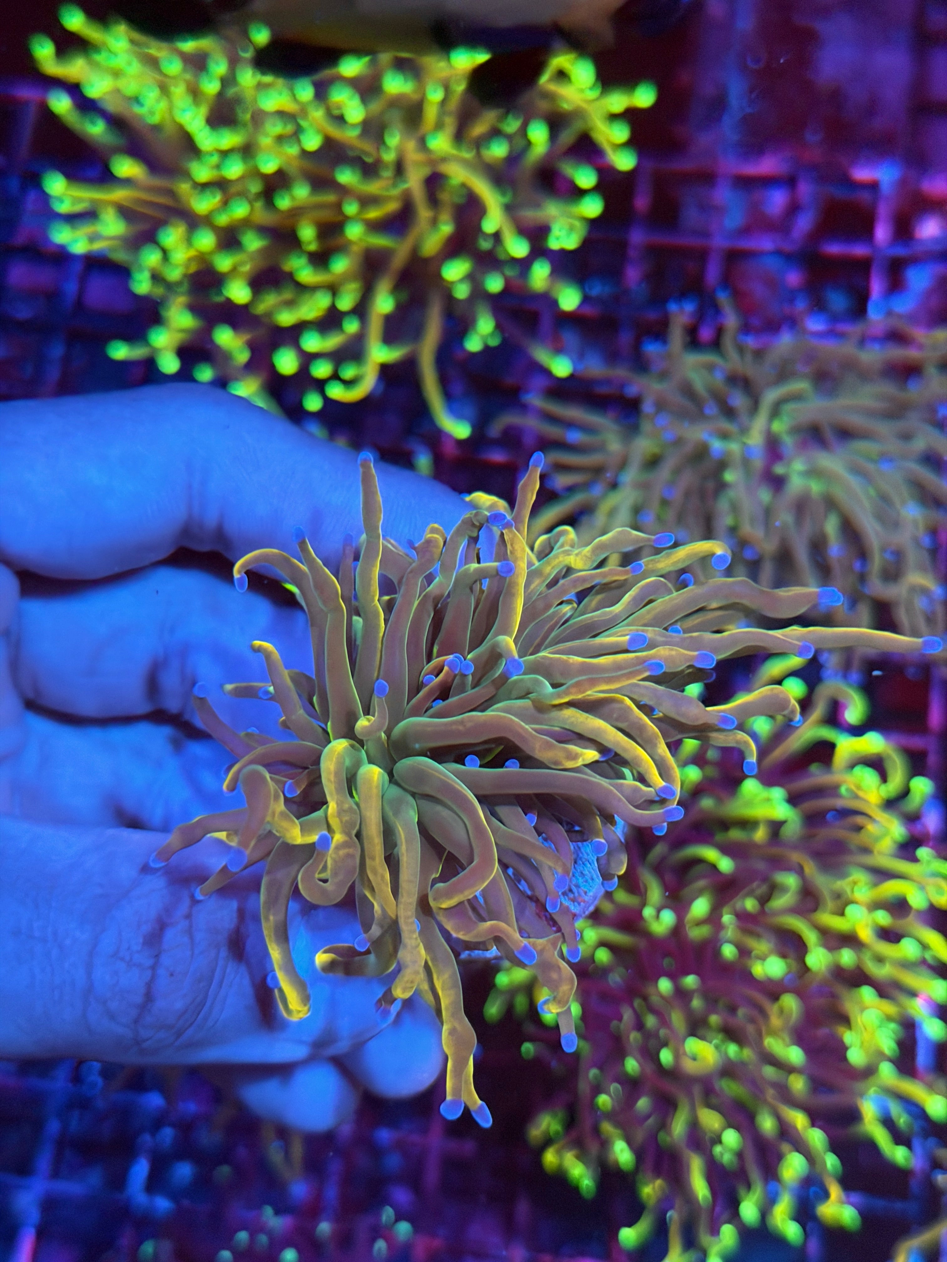 JEA Shiny Dragon Tamer Torch Coral 2 Heads 7/10