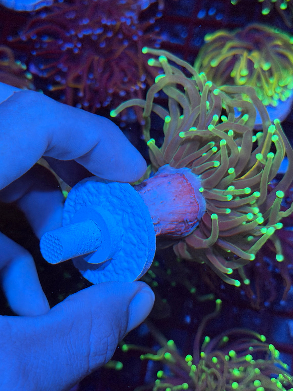 JEA 21 Tails Torch Coral 1 Xxl Head Splitting 9/22