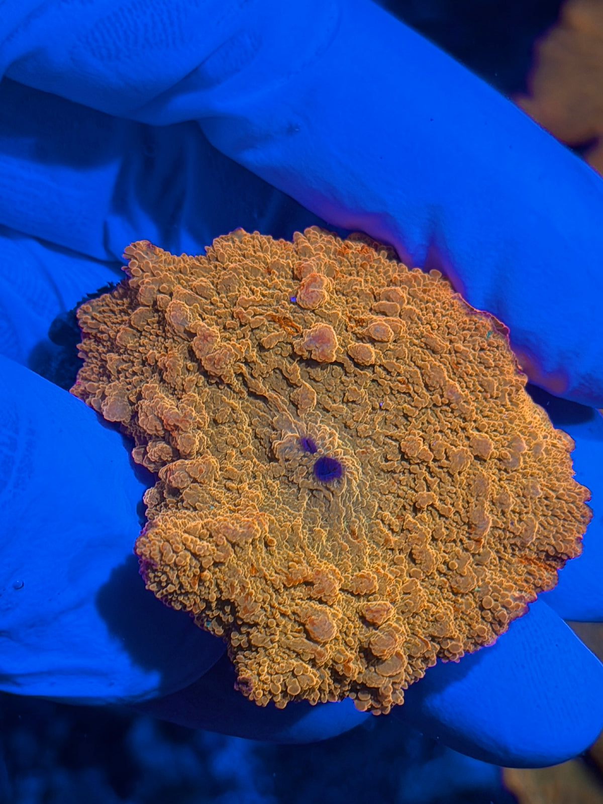 JEA Bouncing Jawbreaker Mushroom Coral XL Red 2 Mouths 10/24