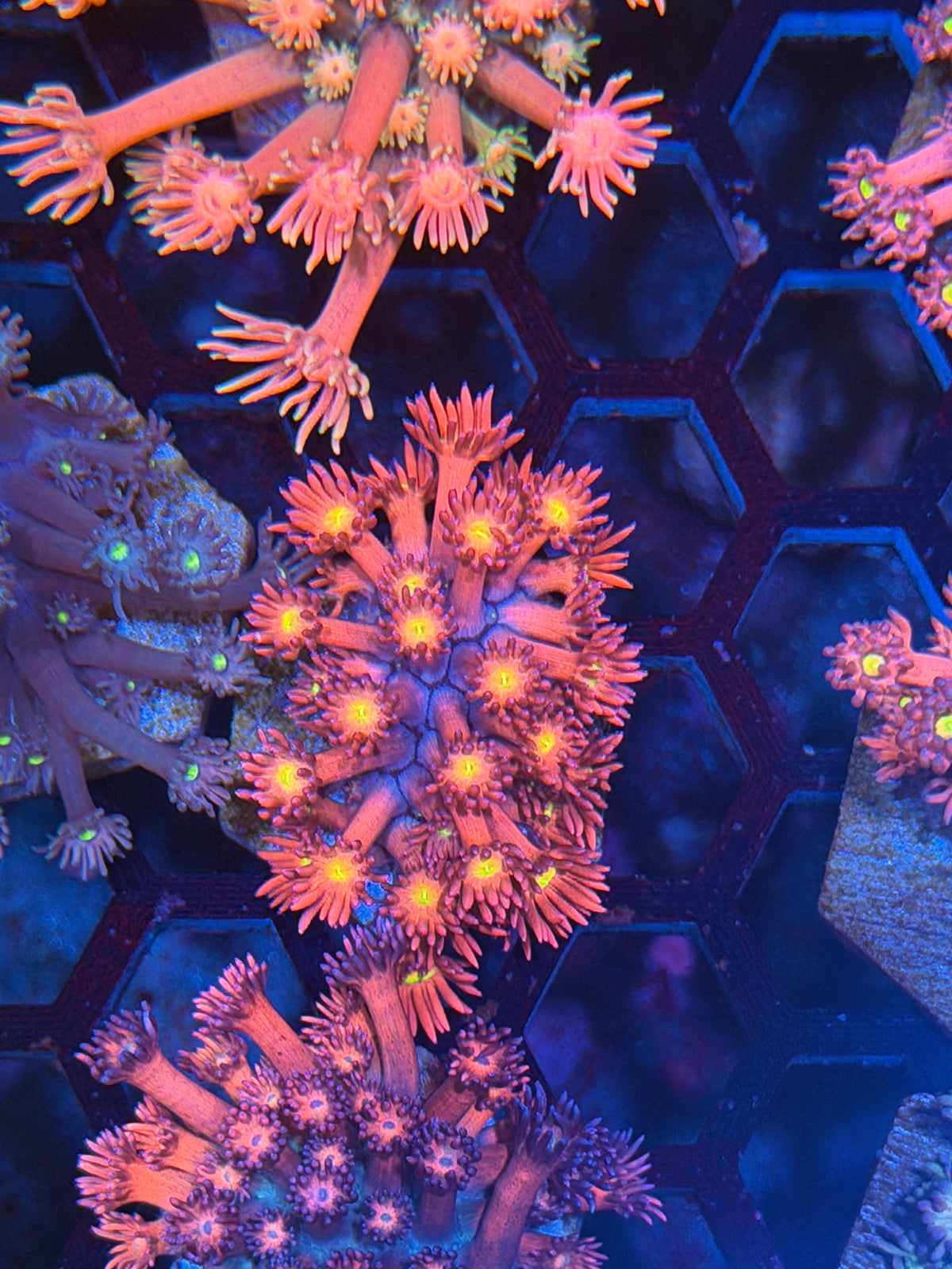 JEA Big Bang Goniopora Coral 9/27