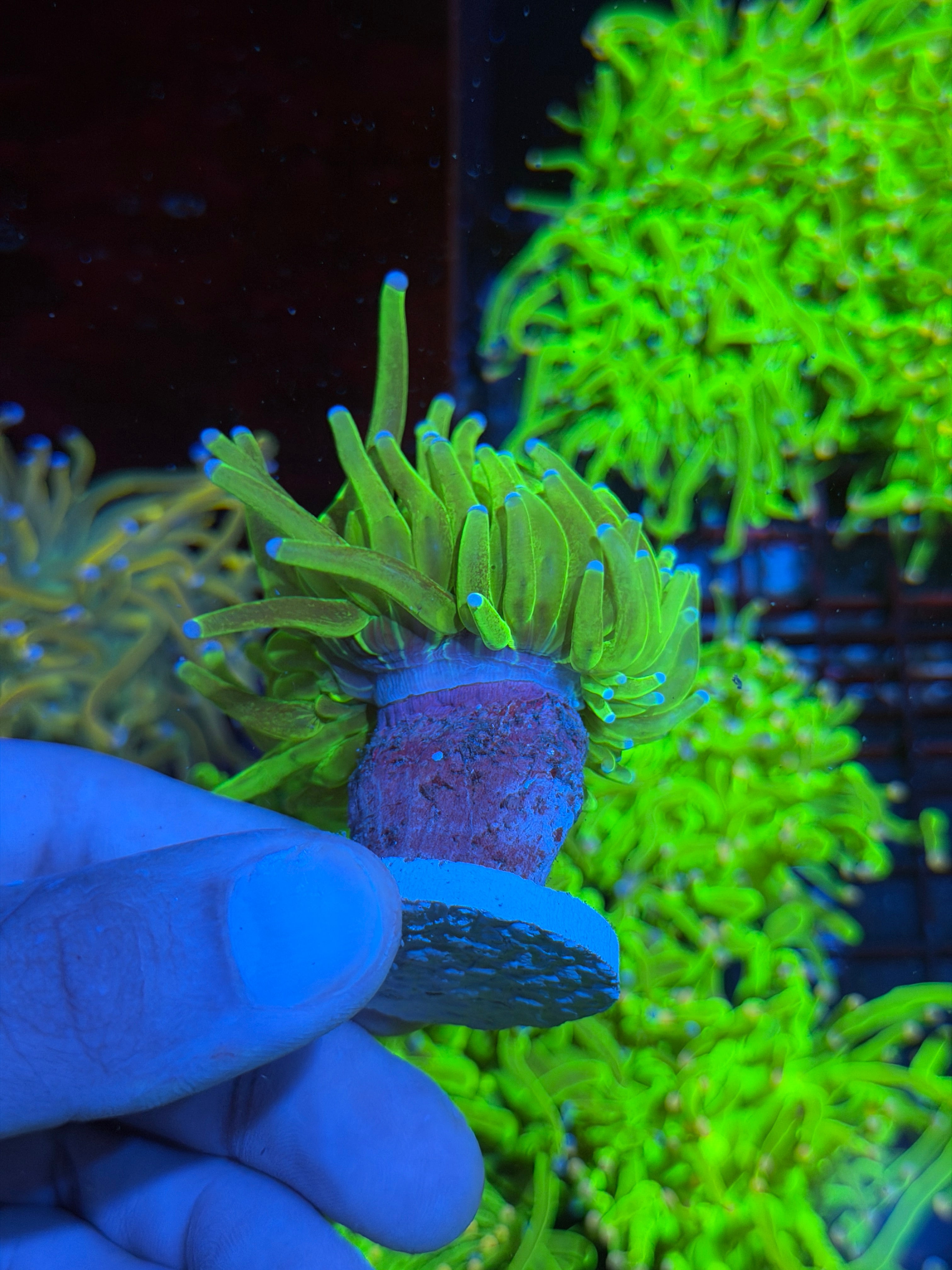 JEA Glitter Holy Grail Torch Coral 1 XL Head 9/5