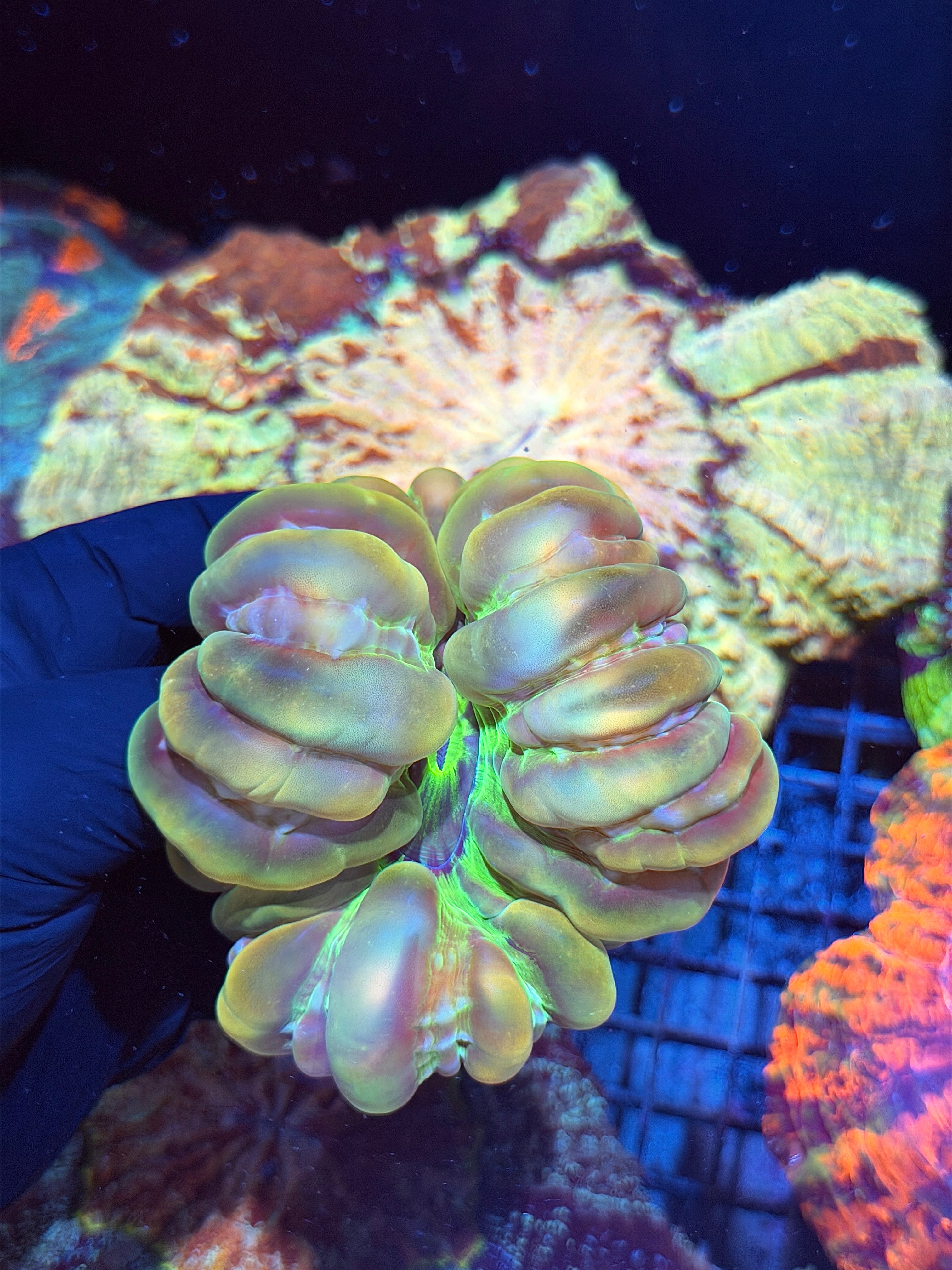 Unique Cynarina Meat Coral XL
