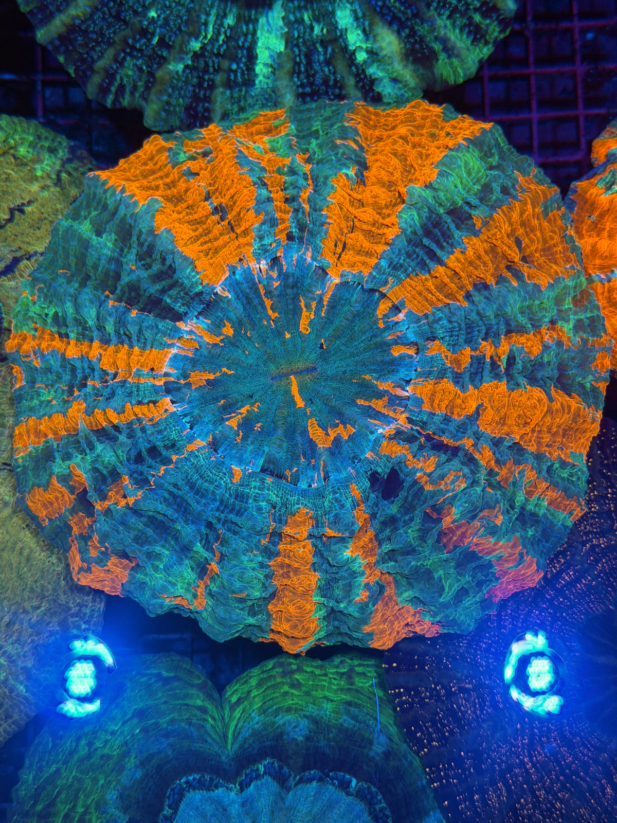 Rainbow Acanthophyllia Meat Coral XXL Show Piece 9/28