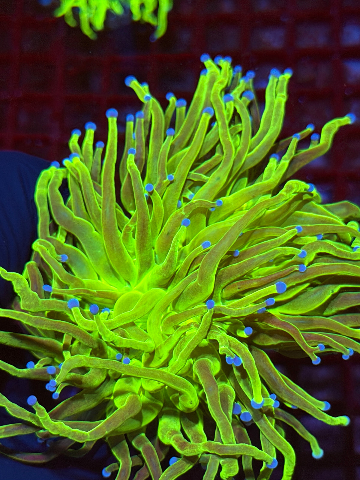 JEA Glitter Holy Grail Torch Coral 1 XXL Head 9/21