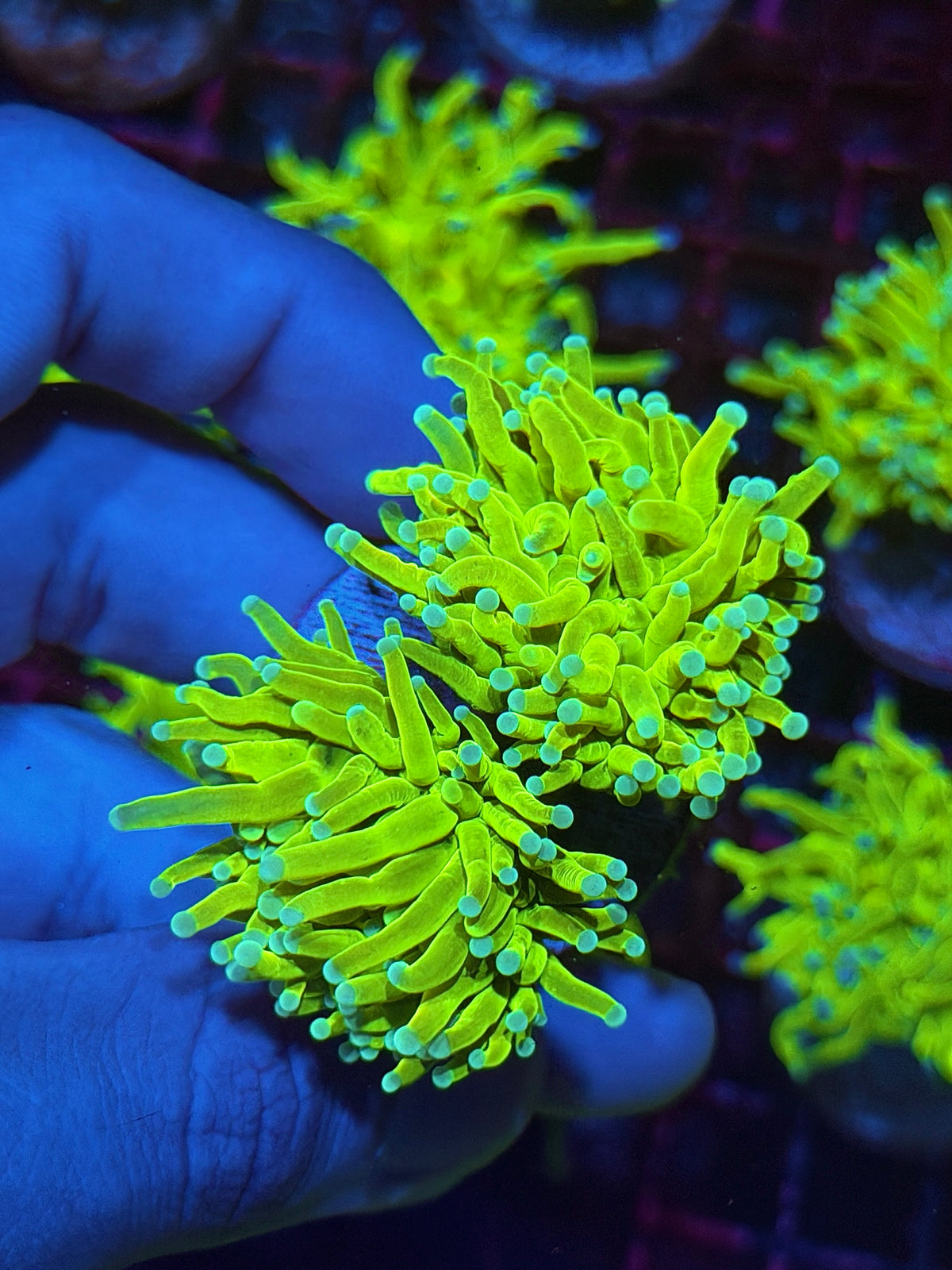 JEA Frostbite Holy Grail Torch Coral 2 Heads XL 10/25