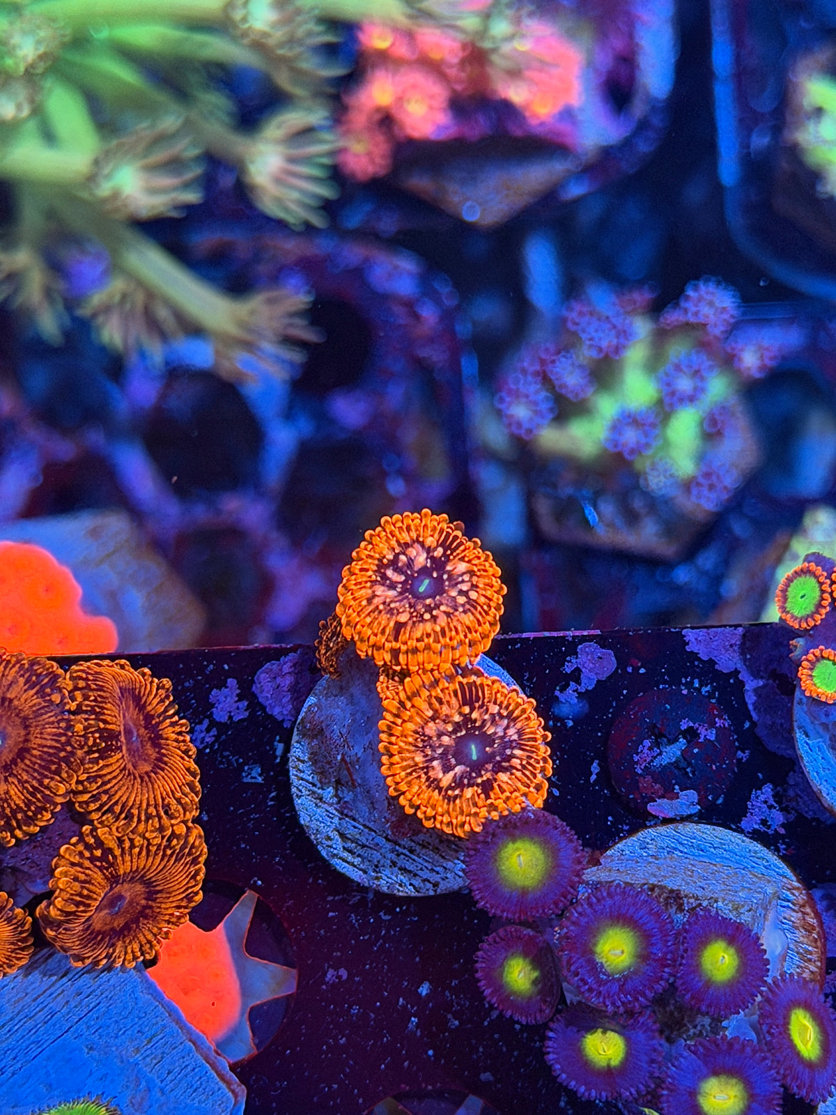 JEA Utter Chaos Zoanthid Coral 4 Polyps 10/11