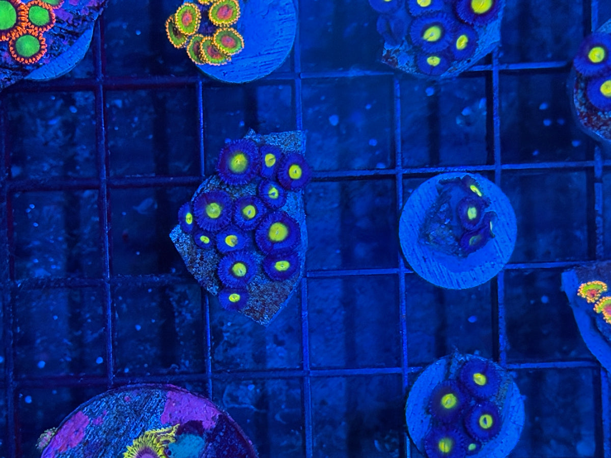 WWC AOI Zoanthid Coral 13 Polyps 9/22